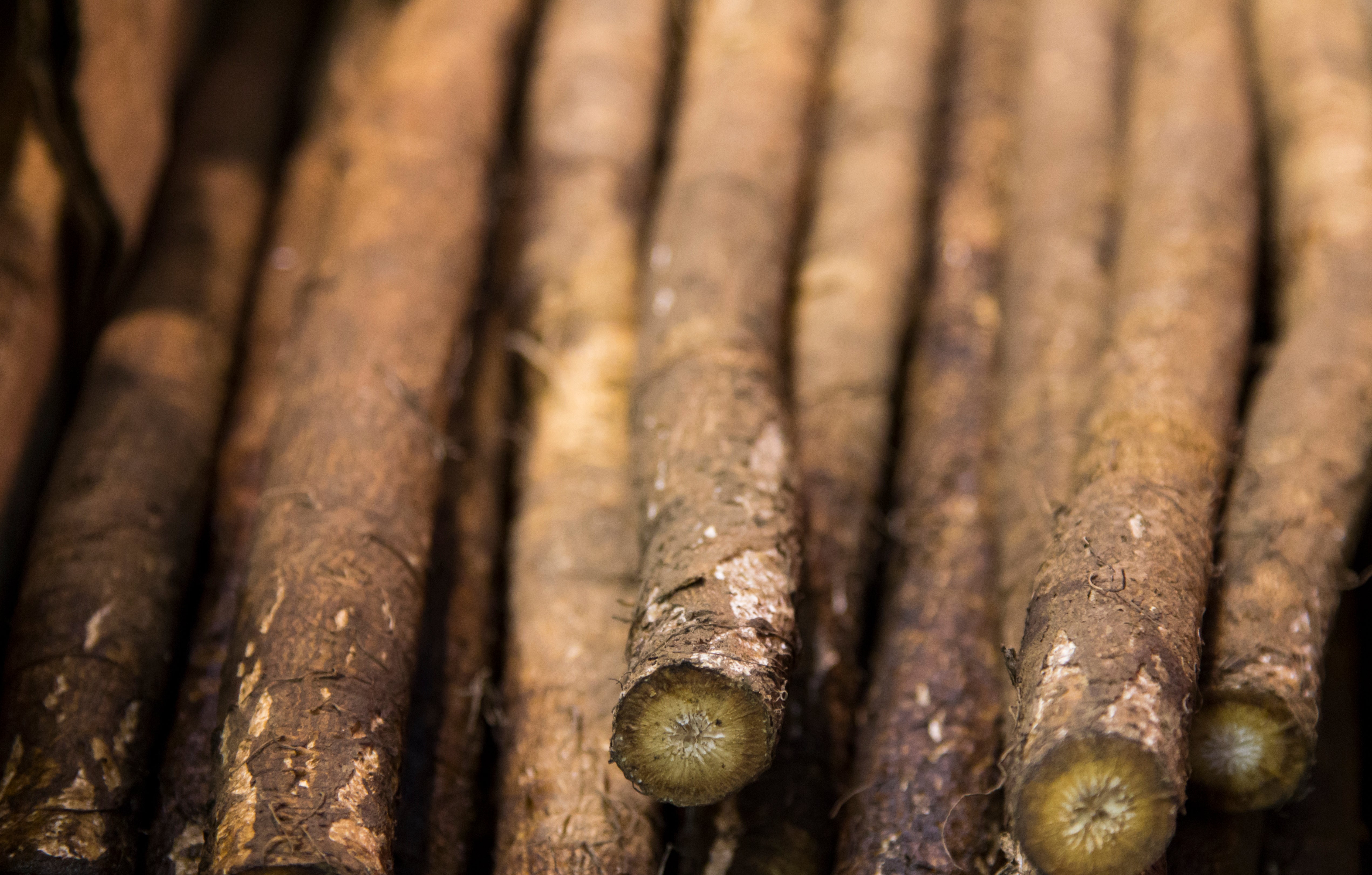 Burdock