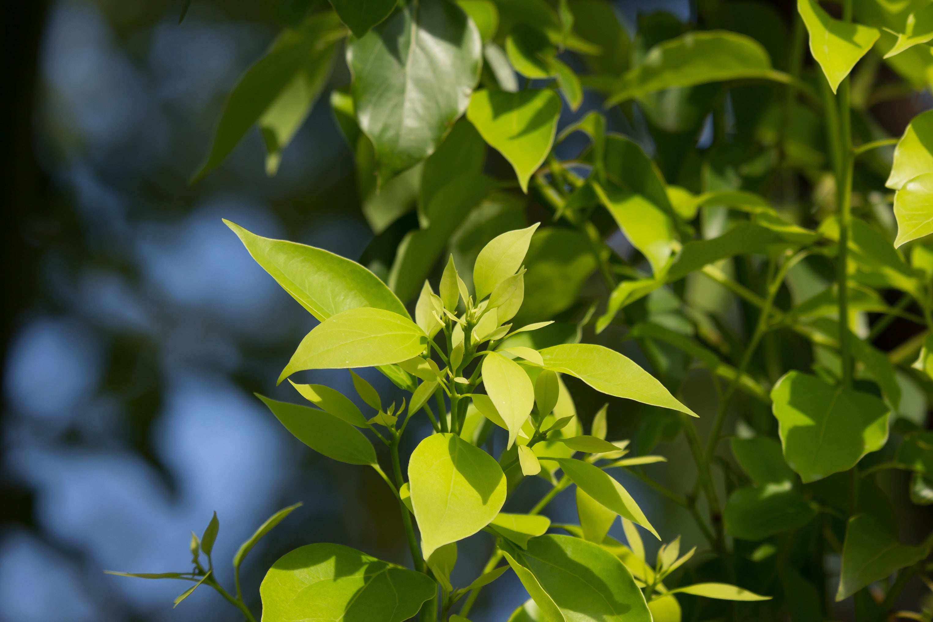 Camphor