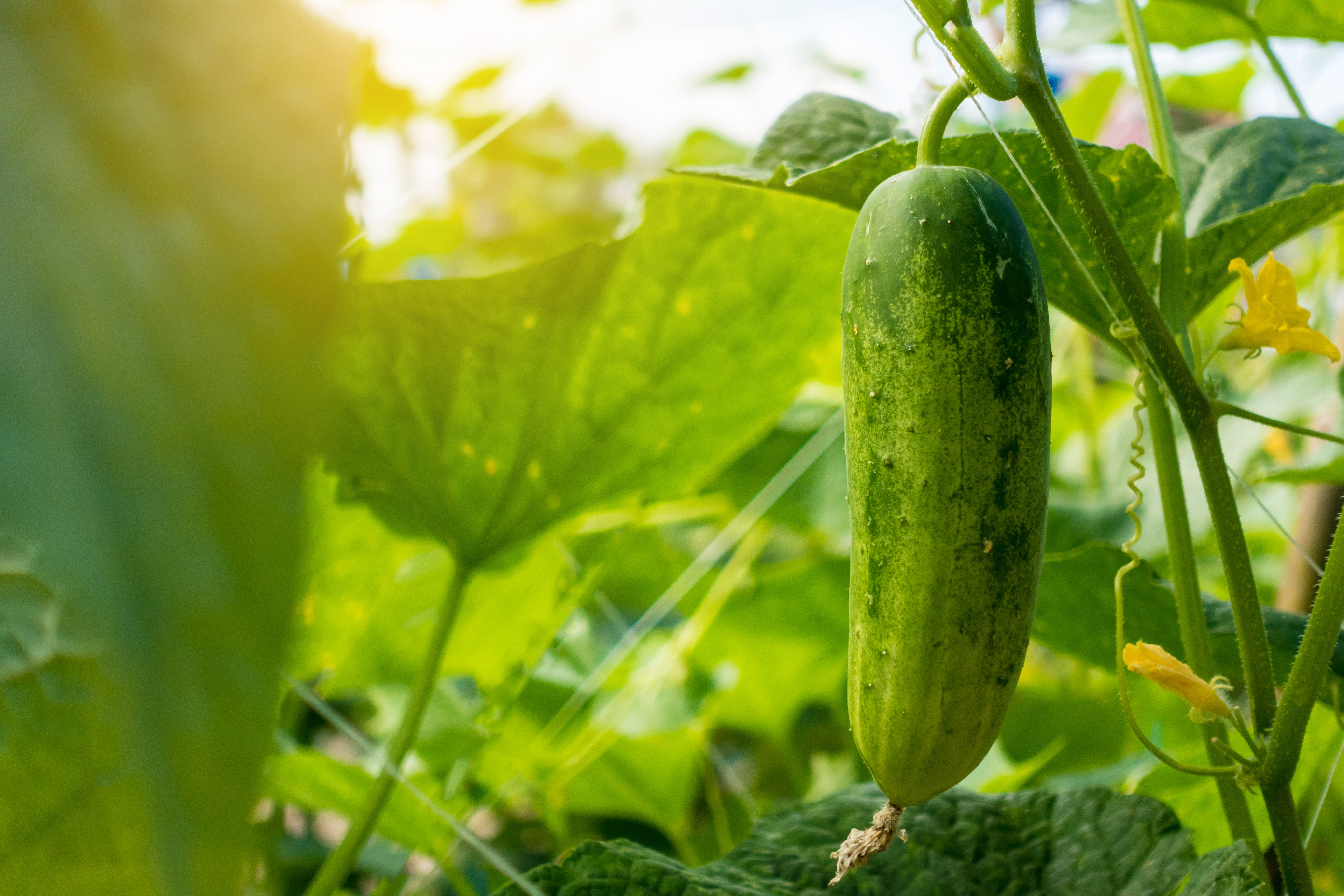 Cucumber Extract