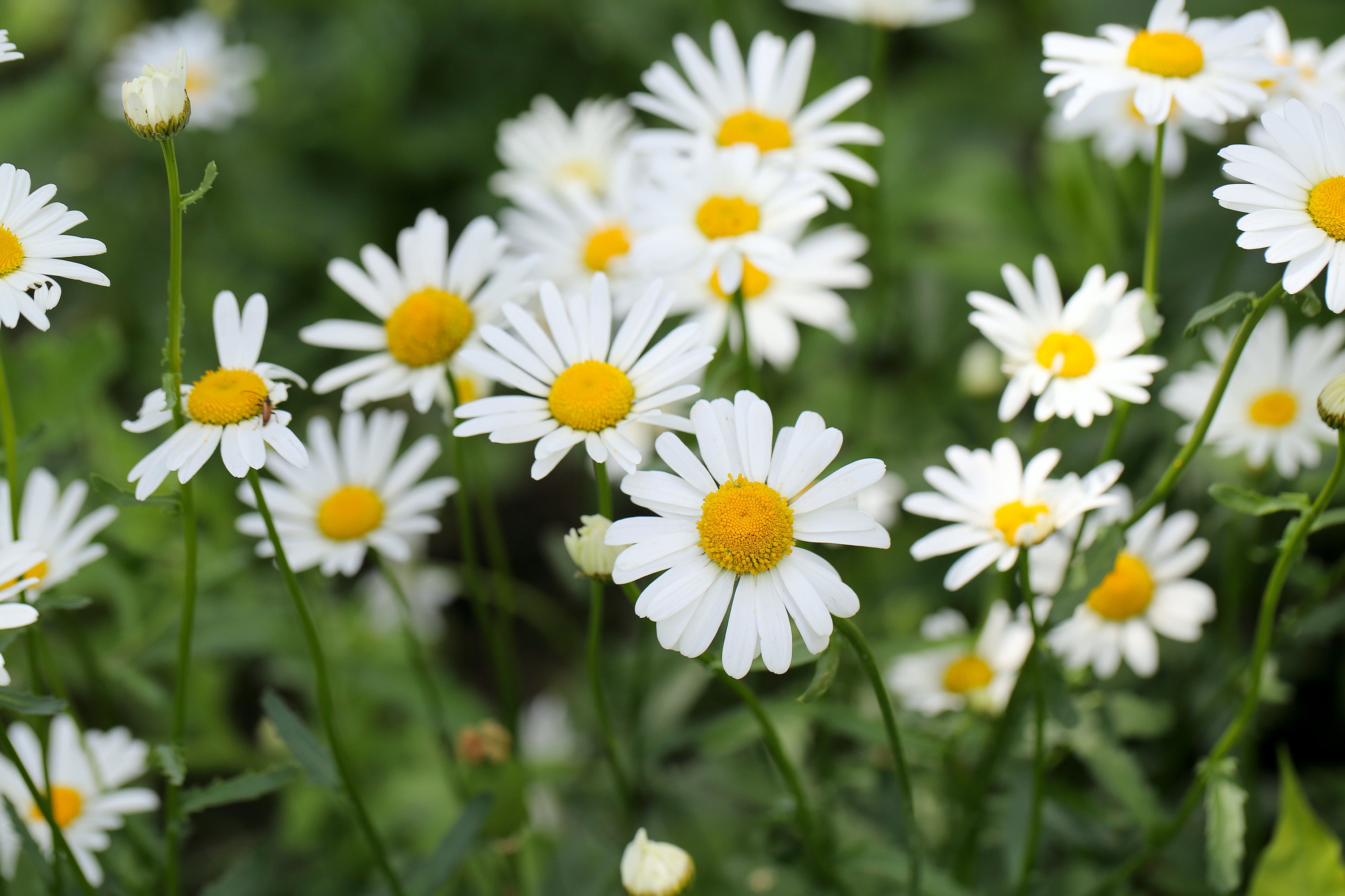 Daisy