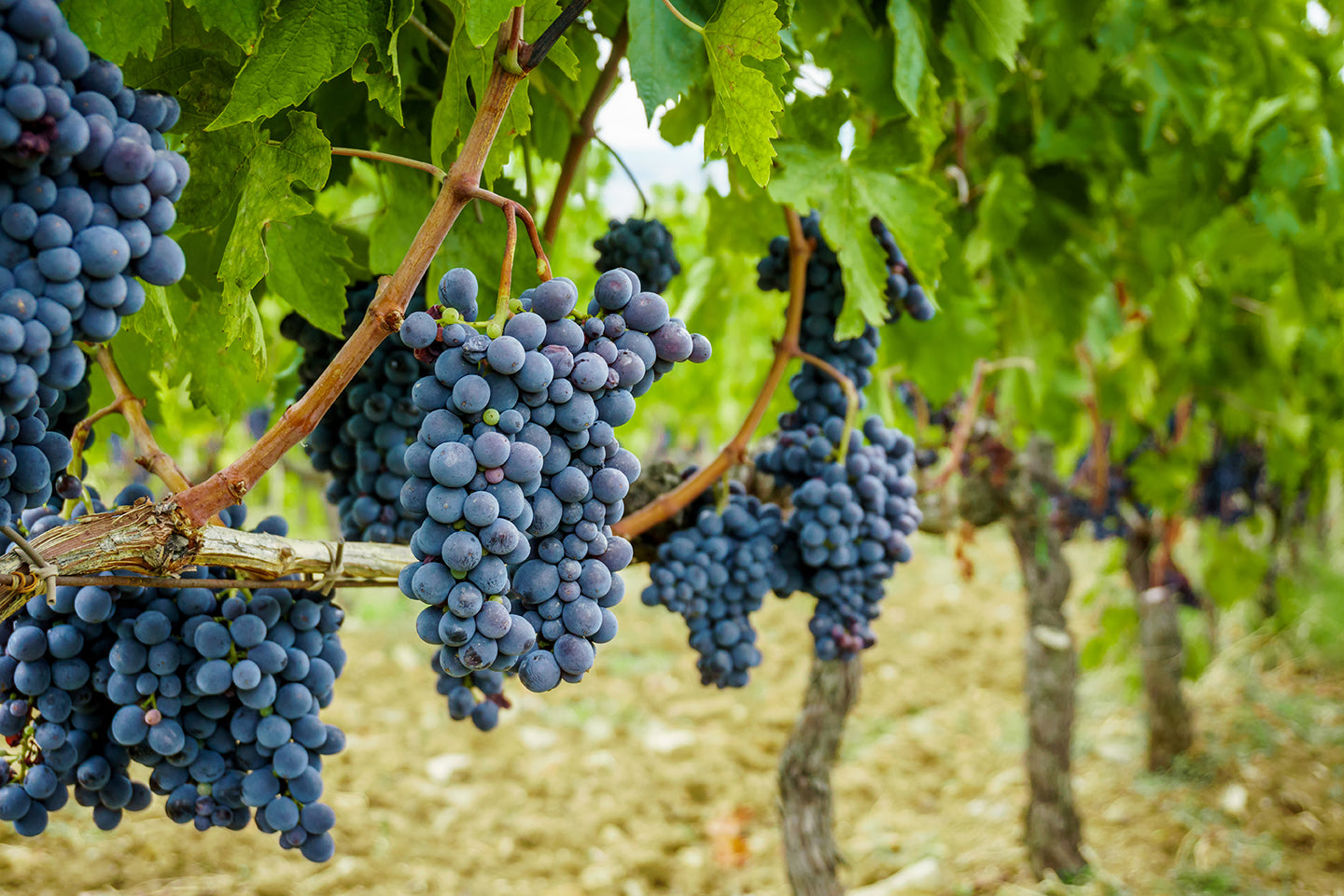 Grape