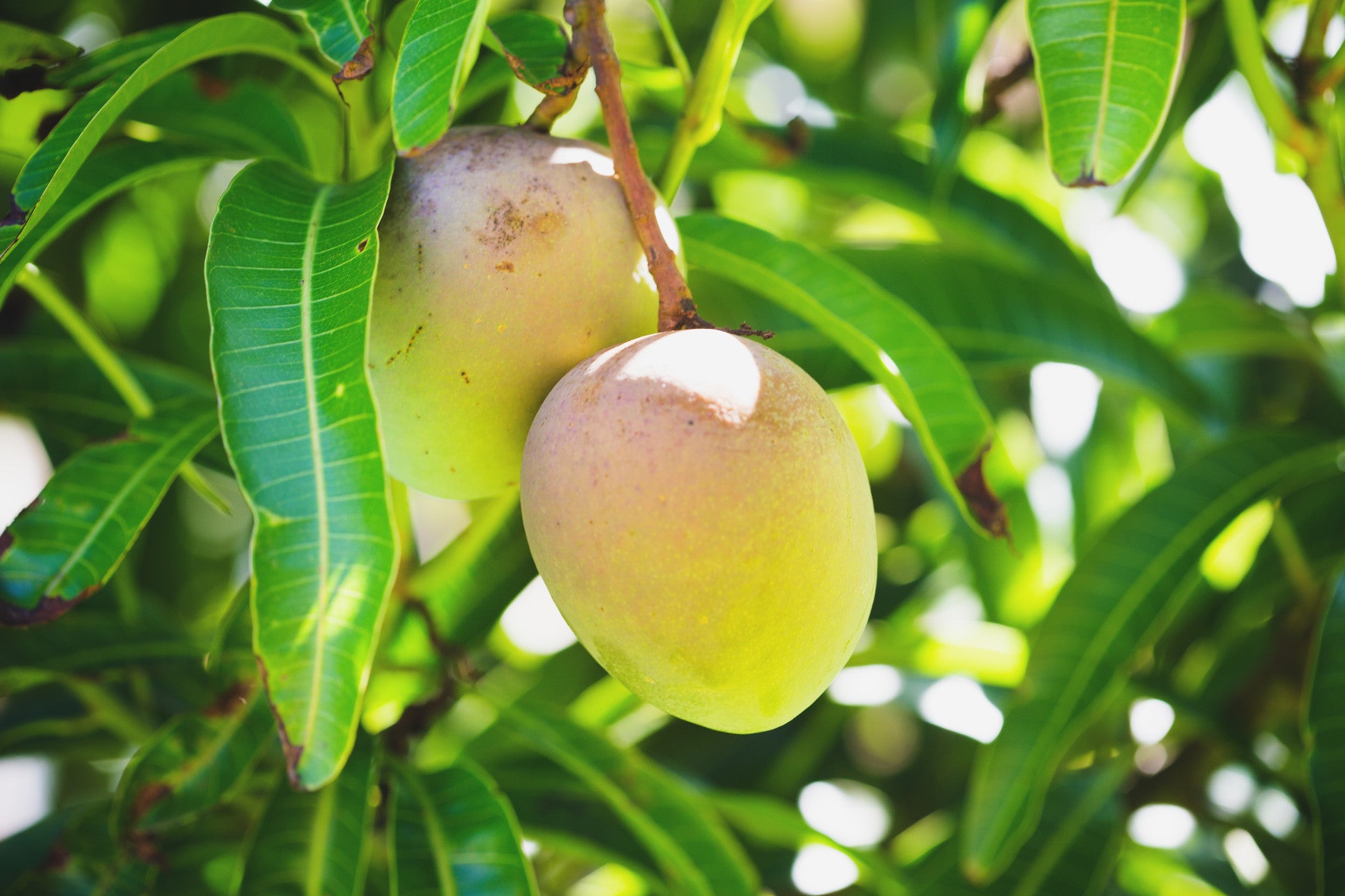 Mango