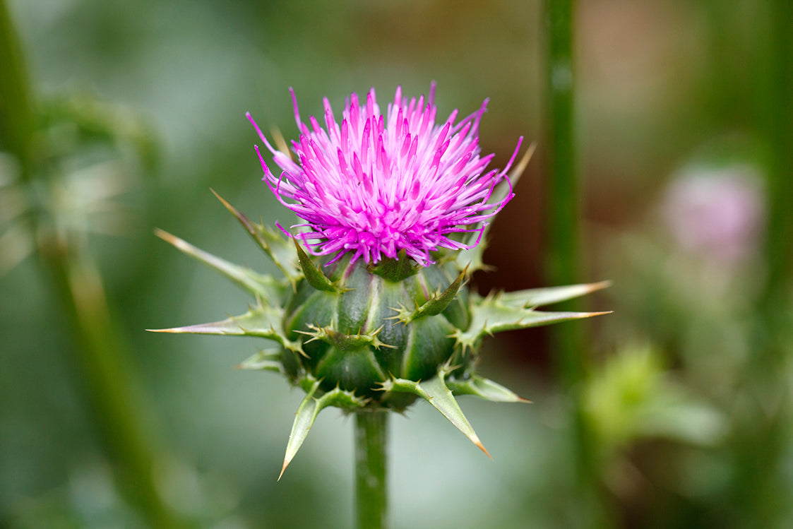 Milk Thistle