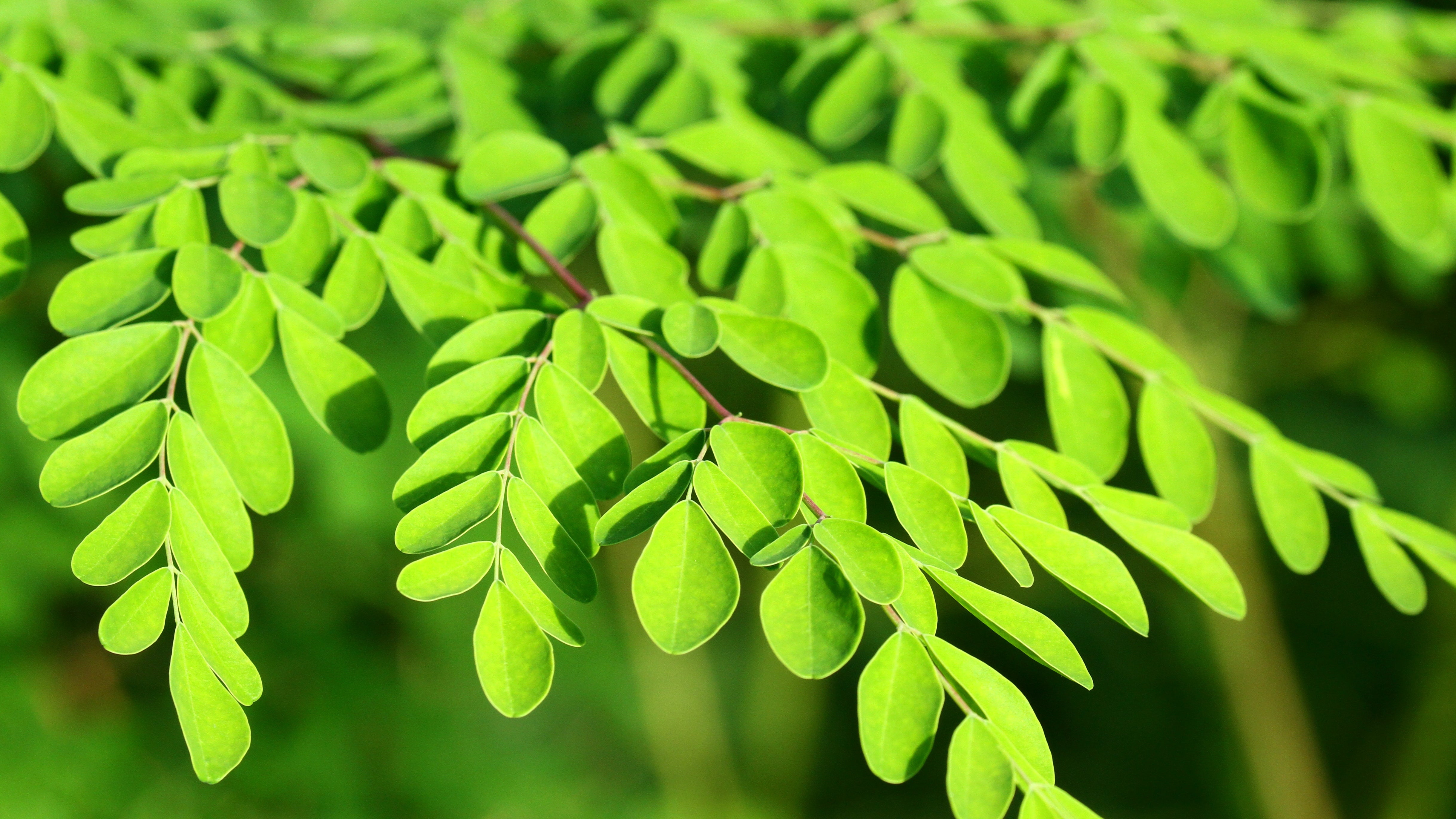 Moringa Oil