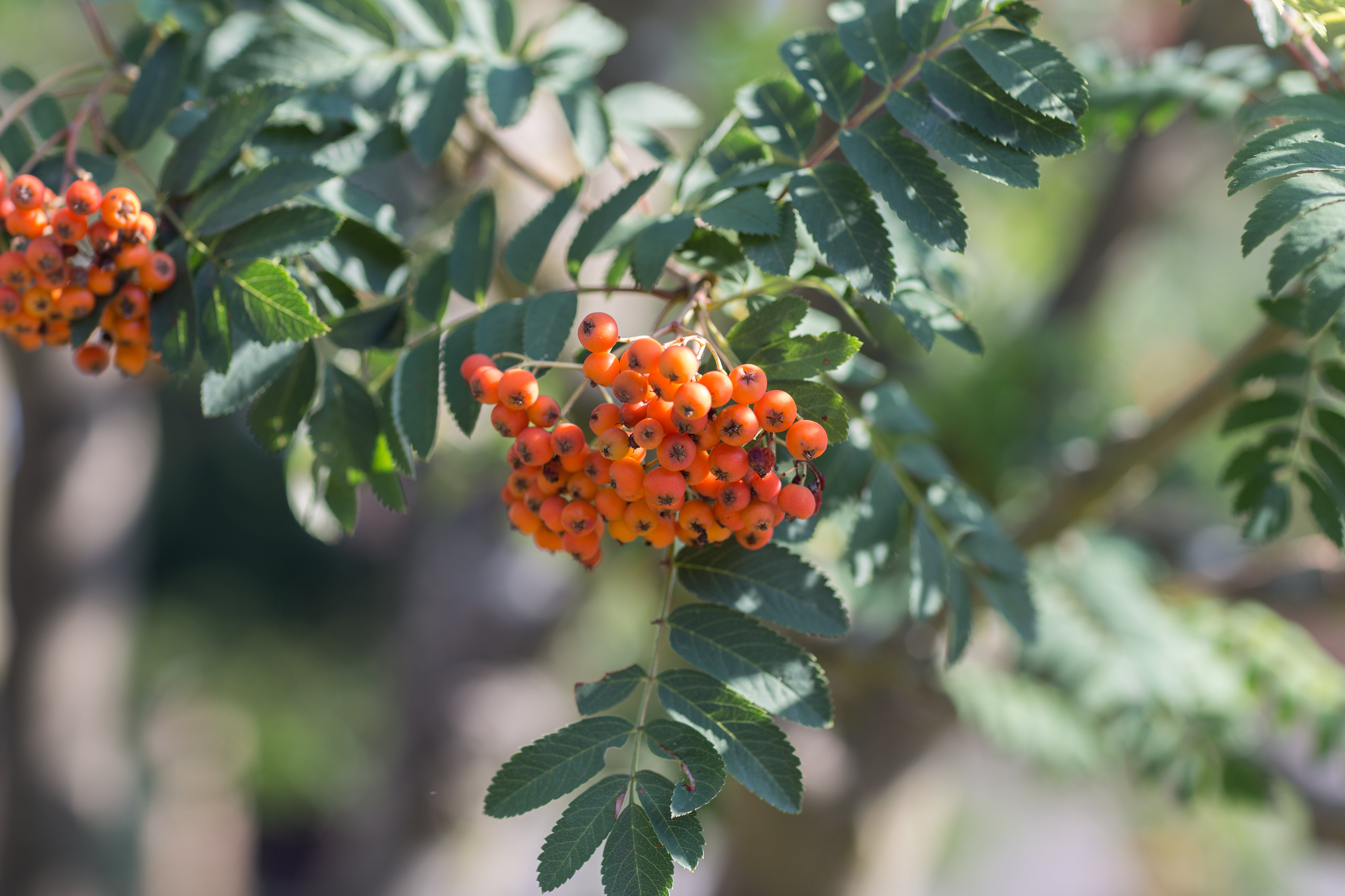 Mountain Ash