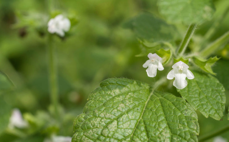 Lemon Balm