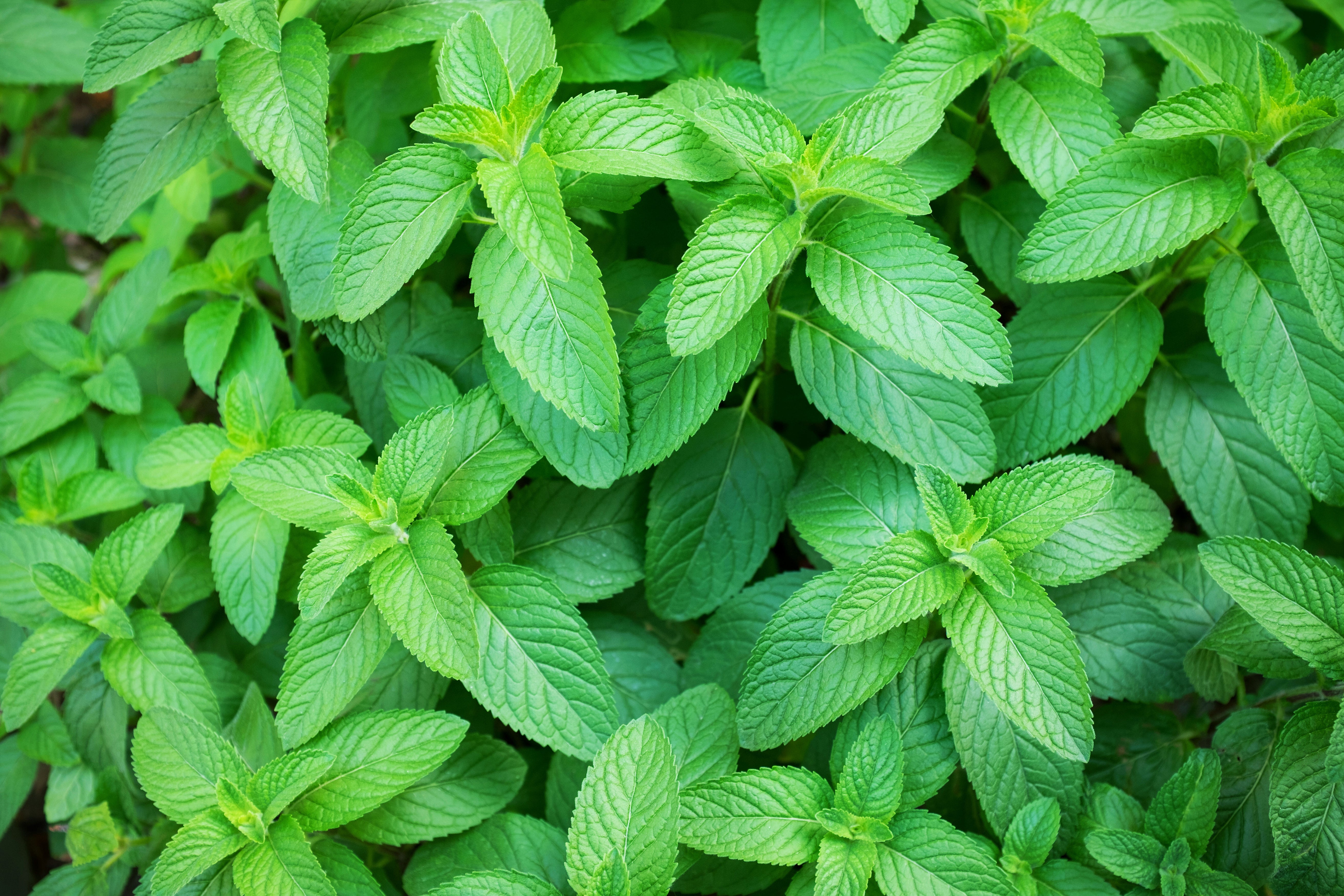Peppermint