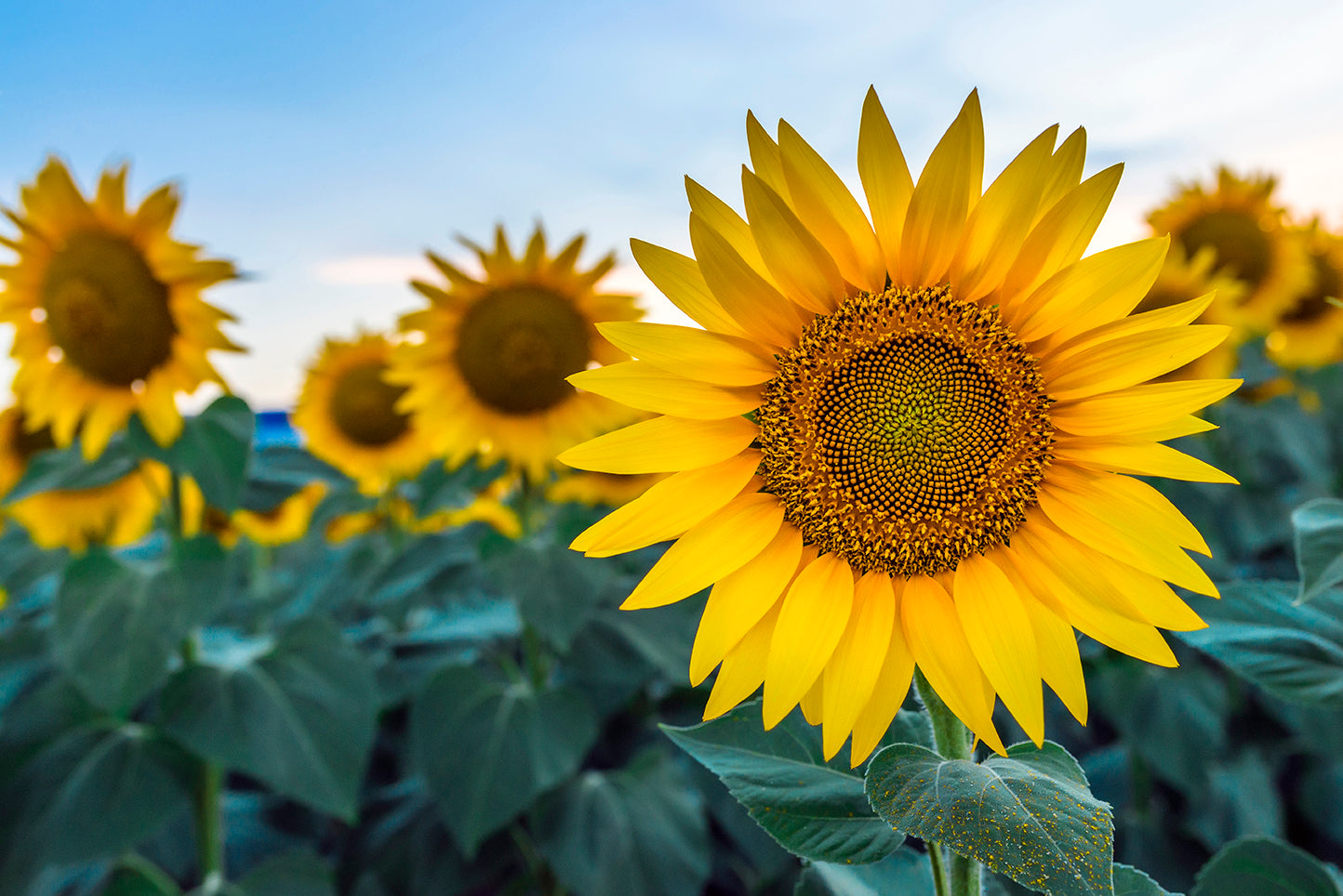 Sunflower Seed Oil