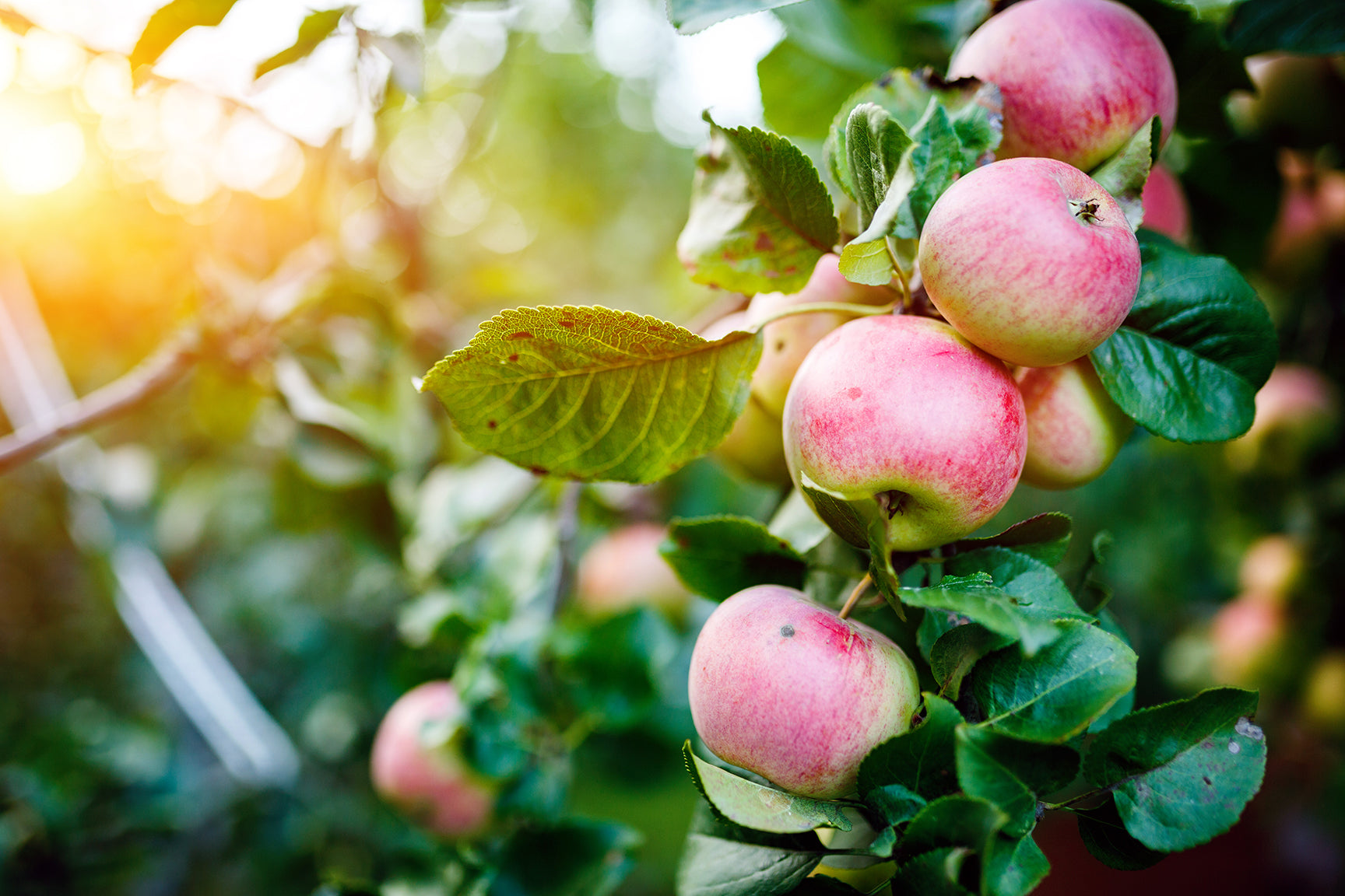Pyrus Malus (Apple) Extract