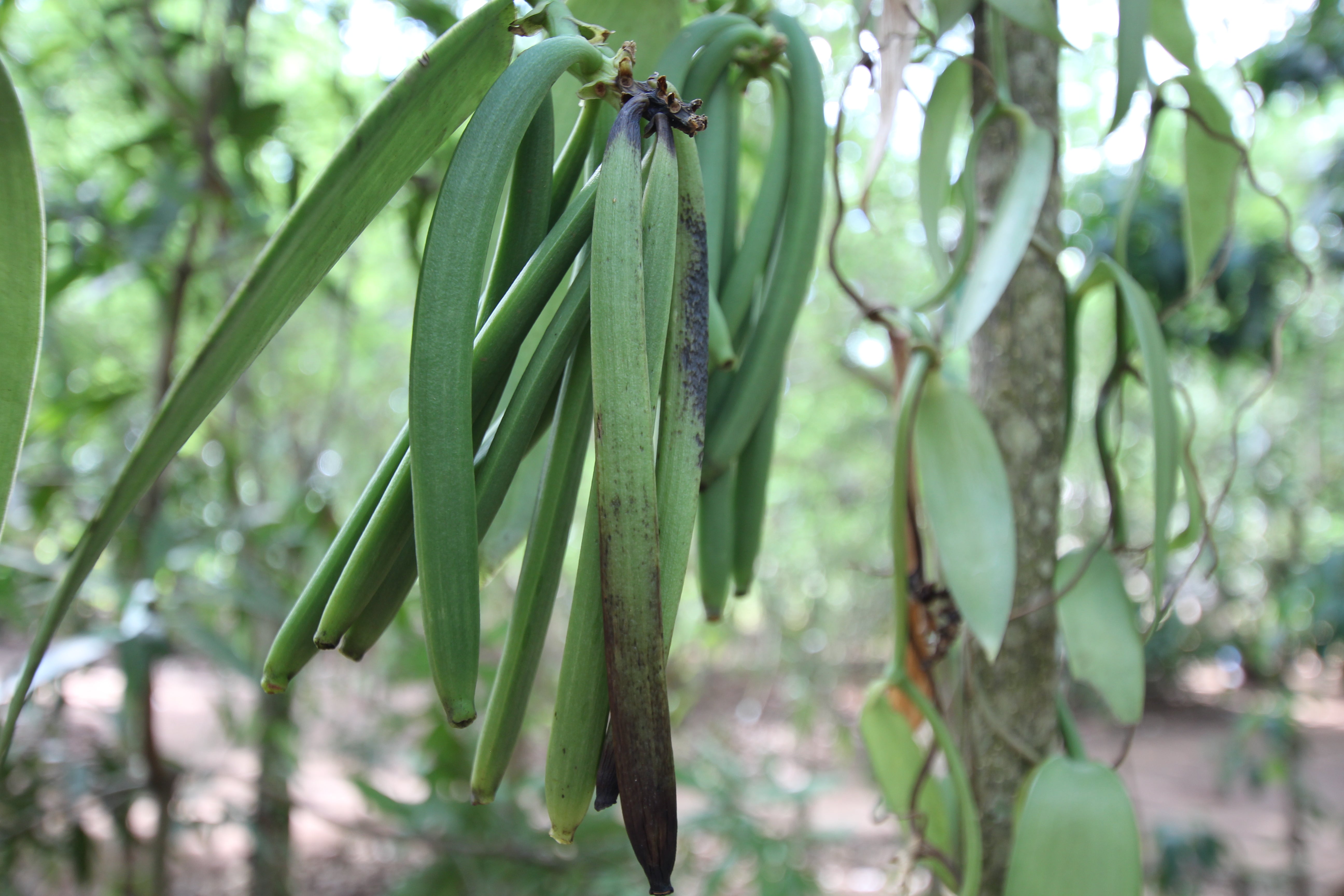 Vanilla