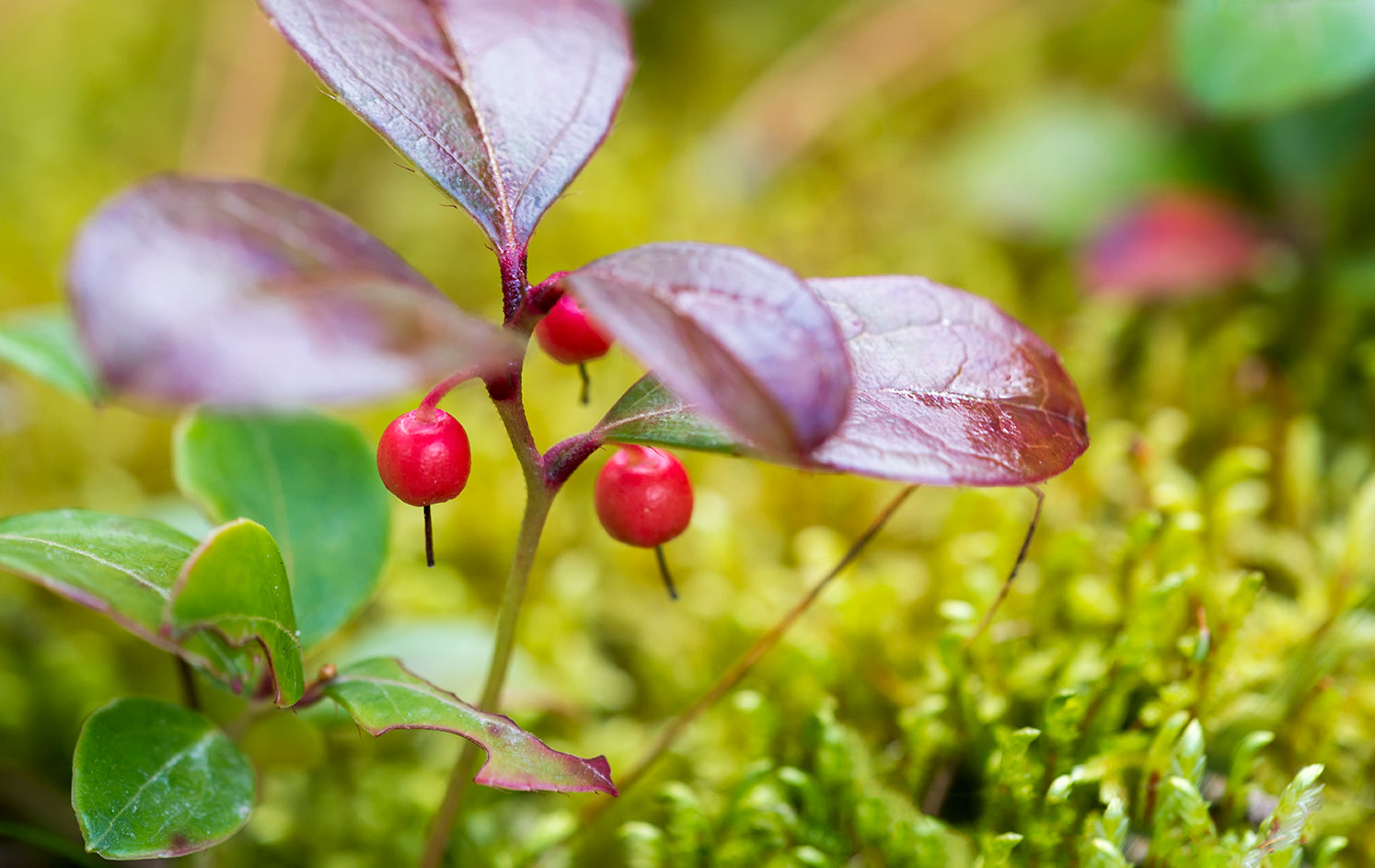 Wintergreen