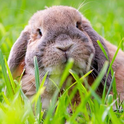 Brown rabbit in a grassy field