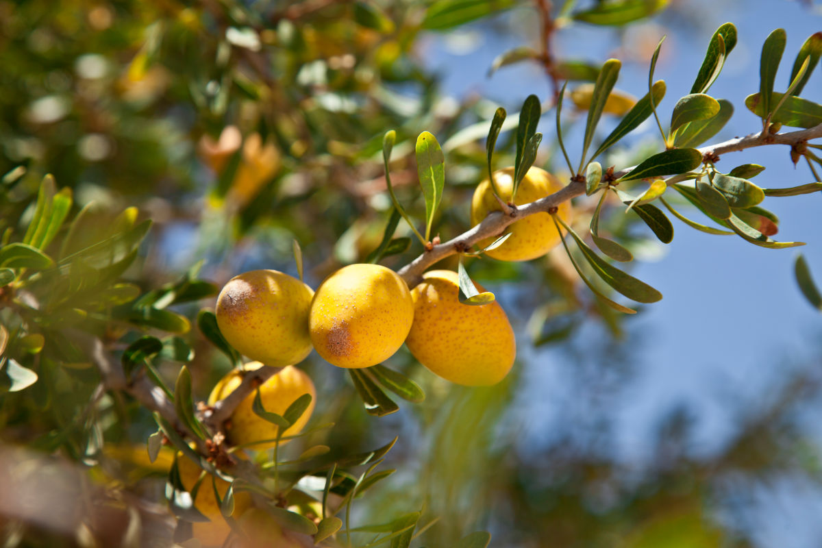 Argan