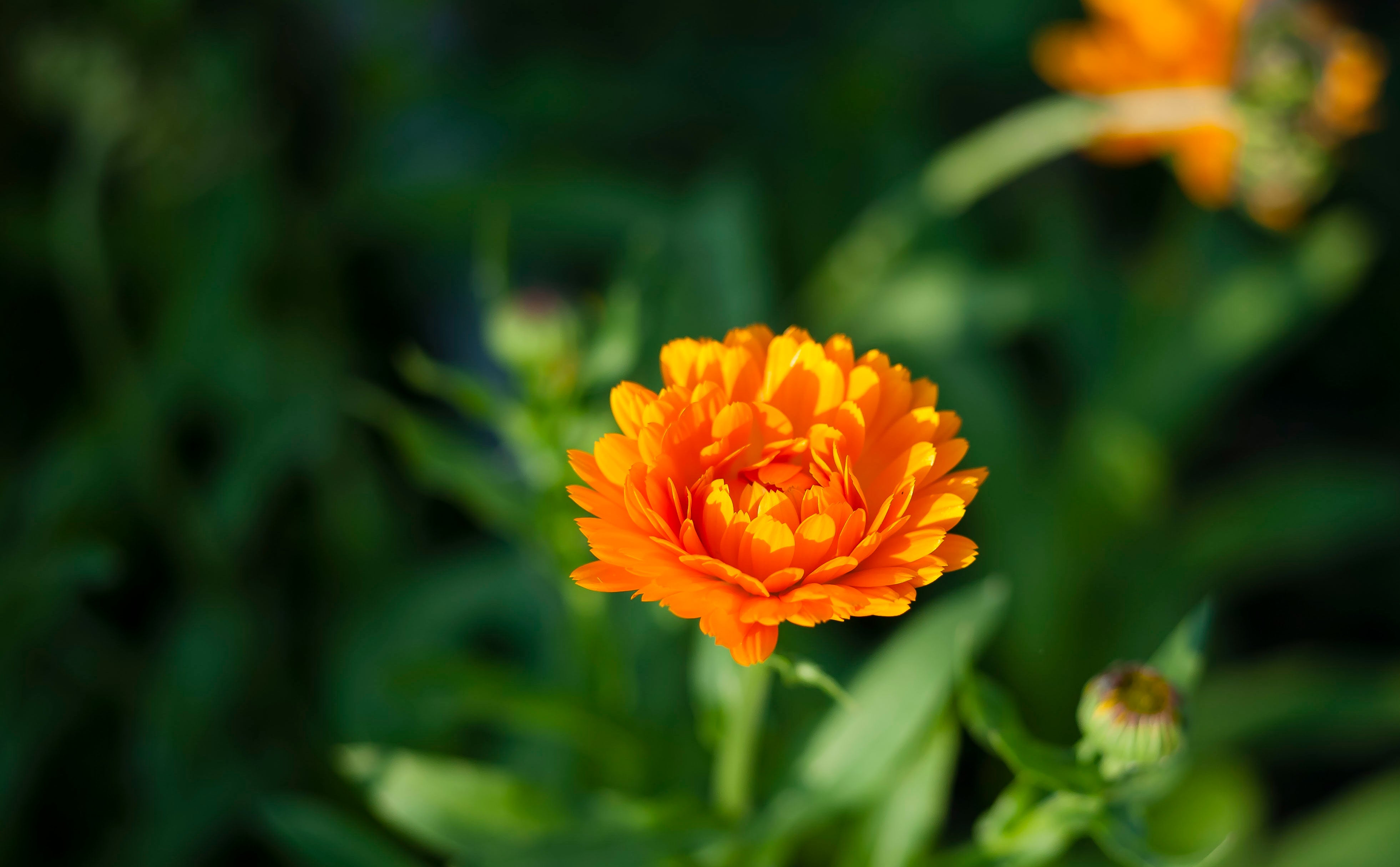 Calendula