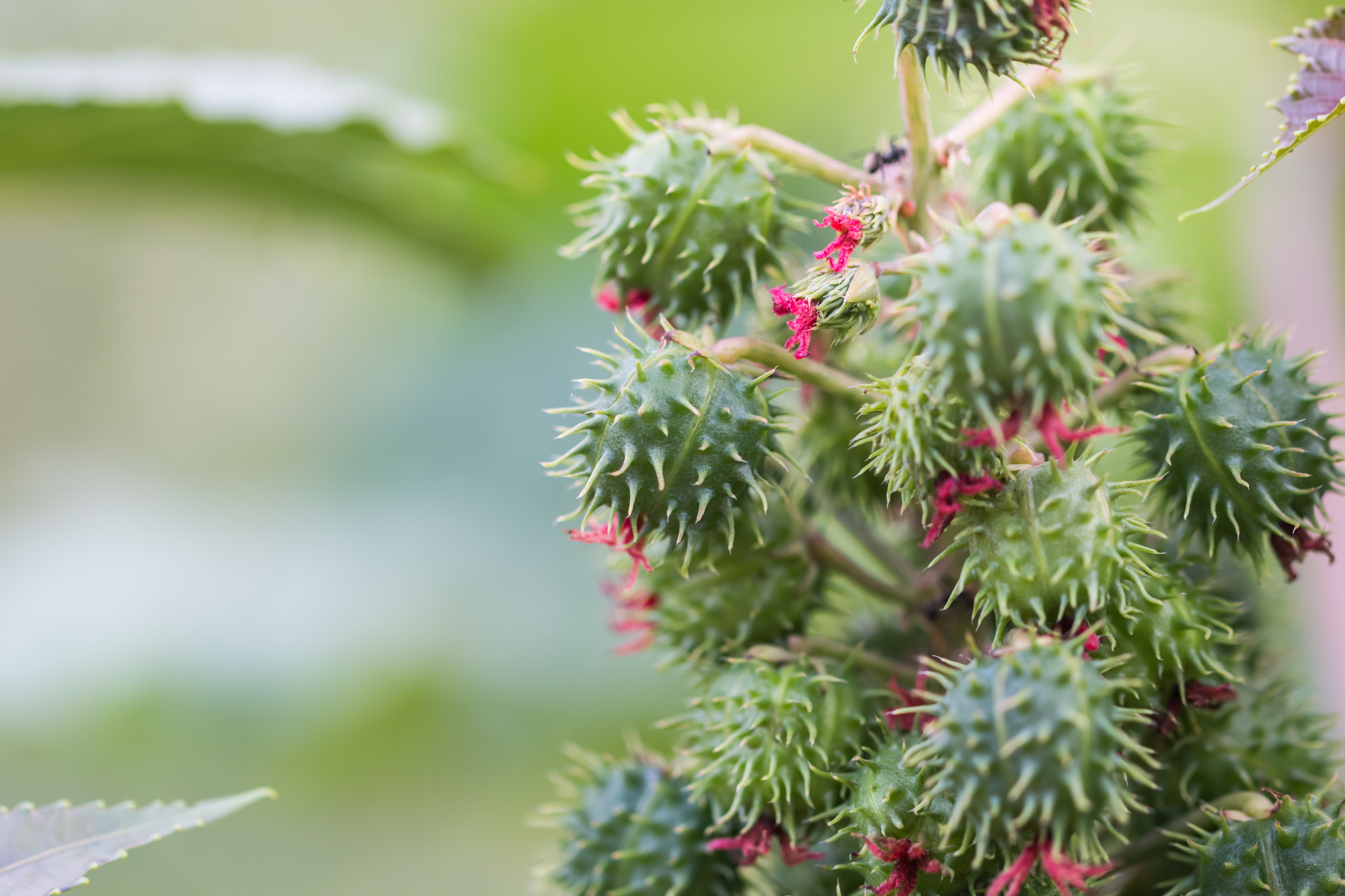 Castor Seed Oil