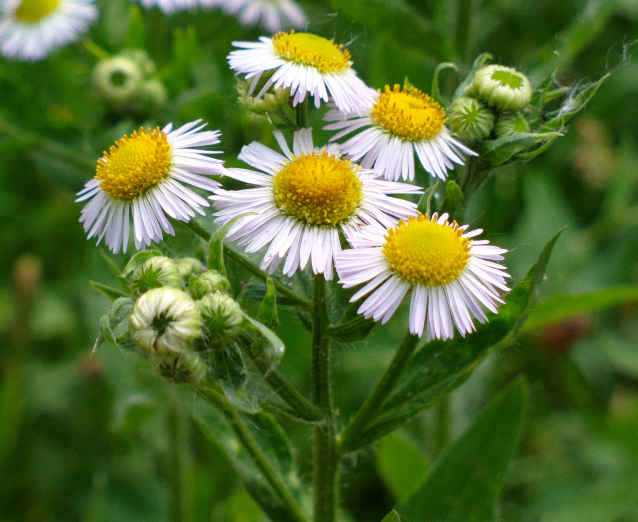 Chamomile
