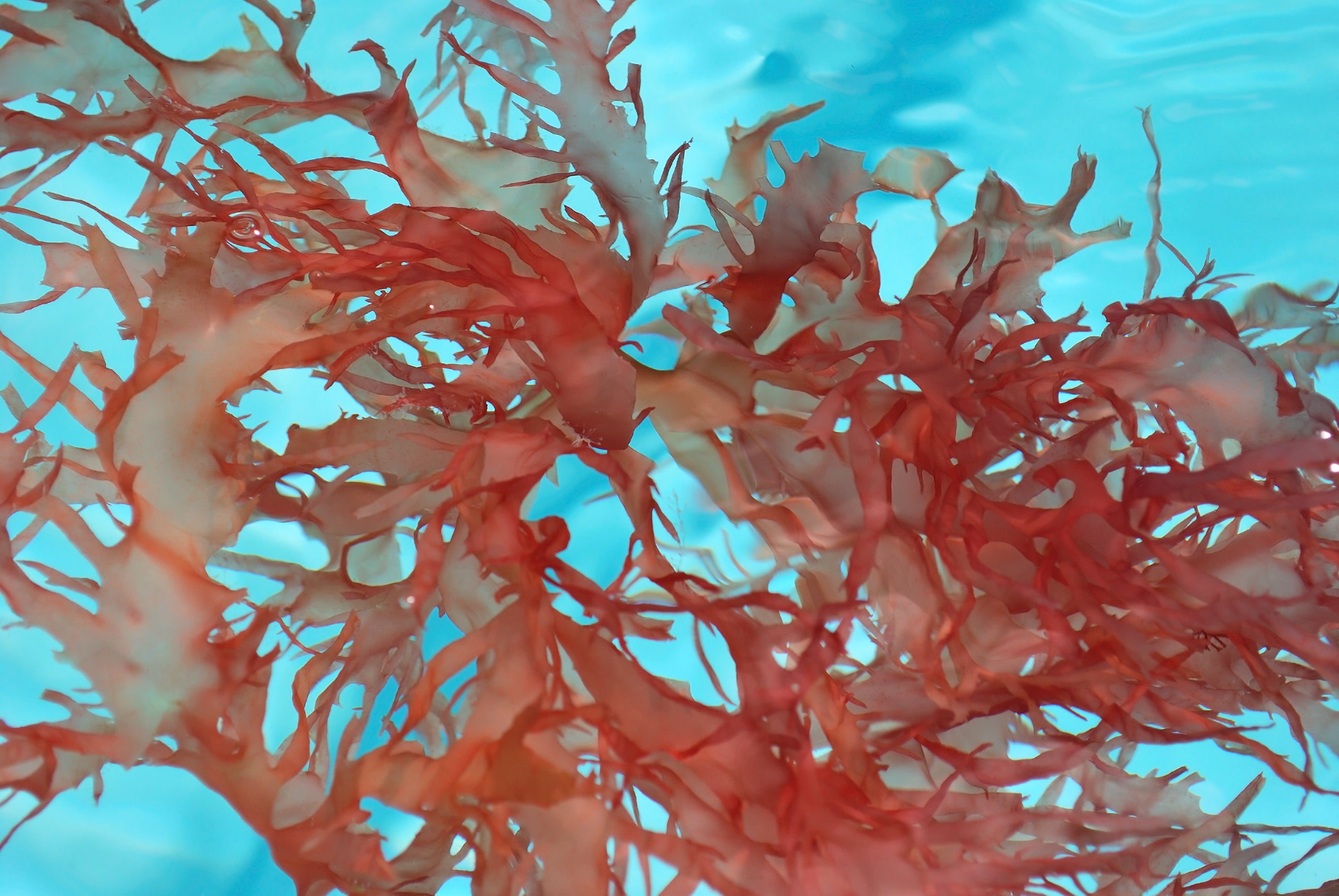 Seaweed or Red Algae