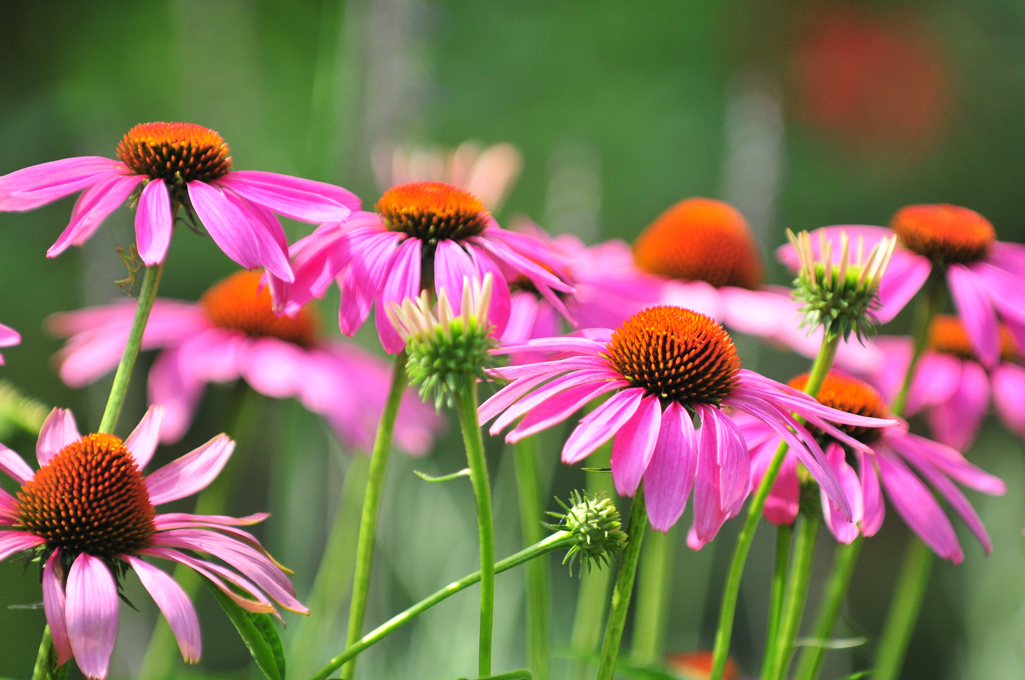 Echinacea / Coneflower