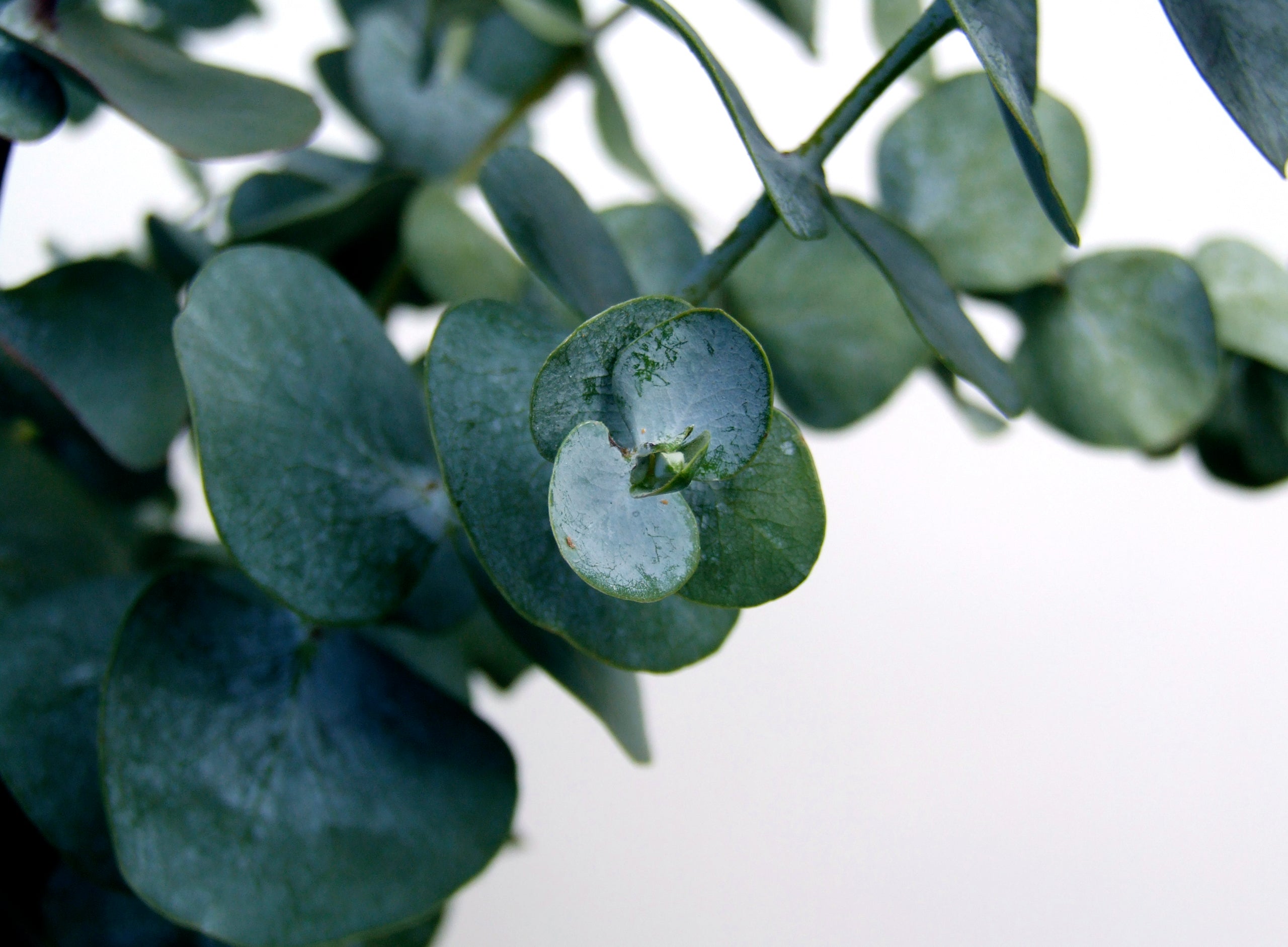 Eucalyptus