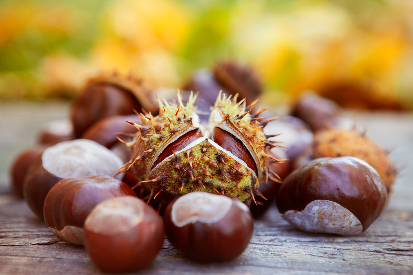 Horse Chestnut