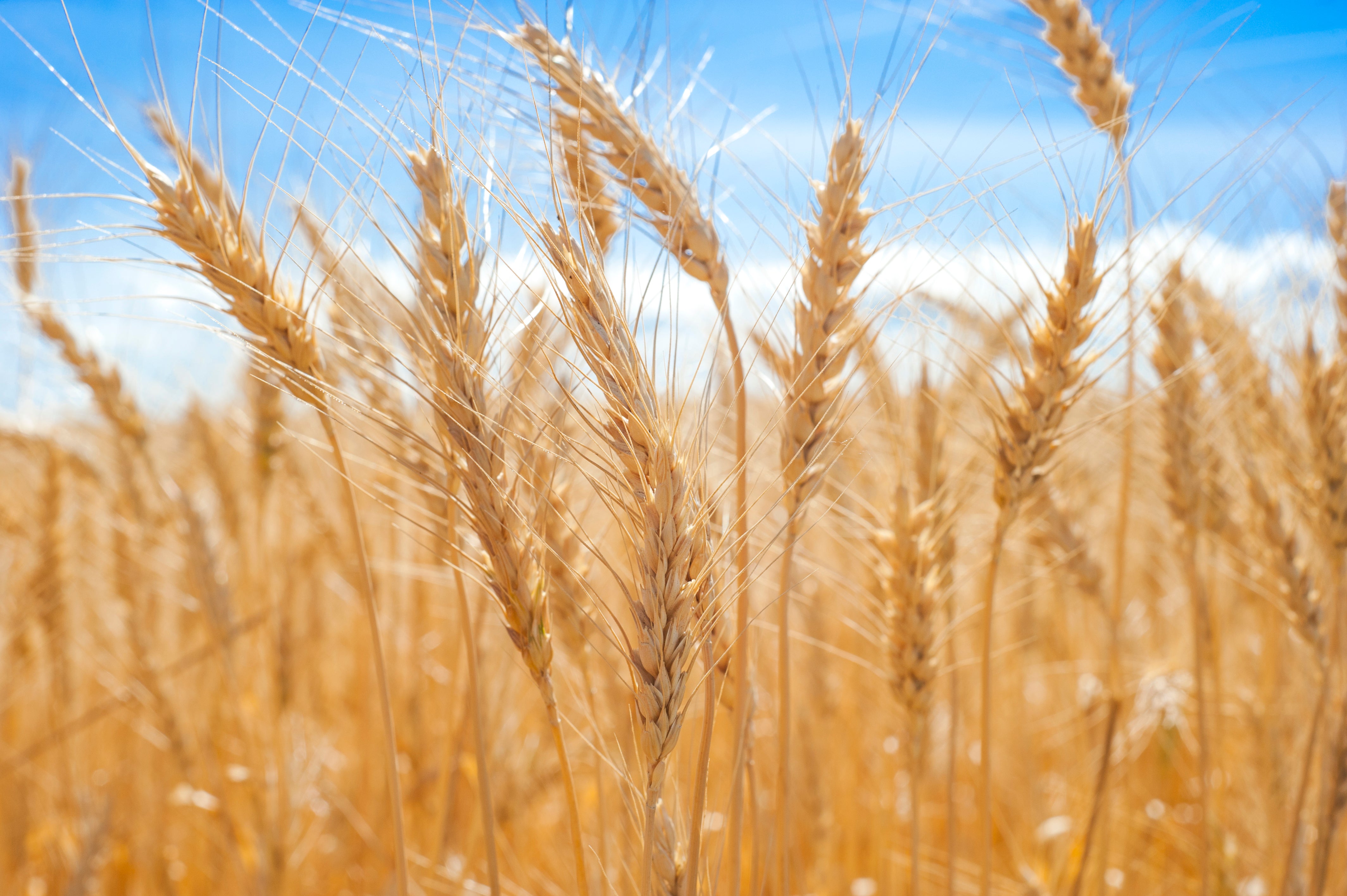 Hydrolyzed Wheat Protein