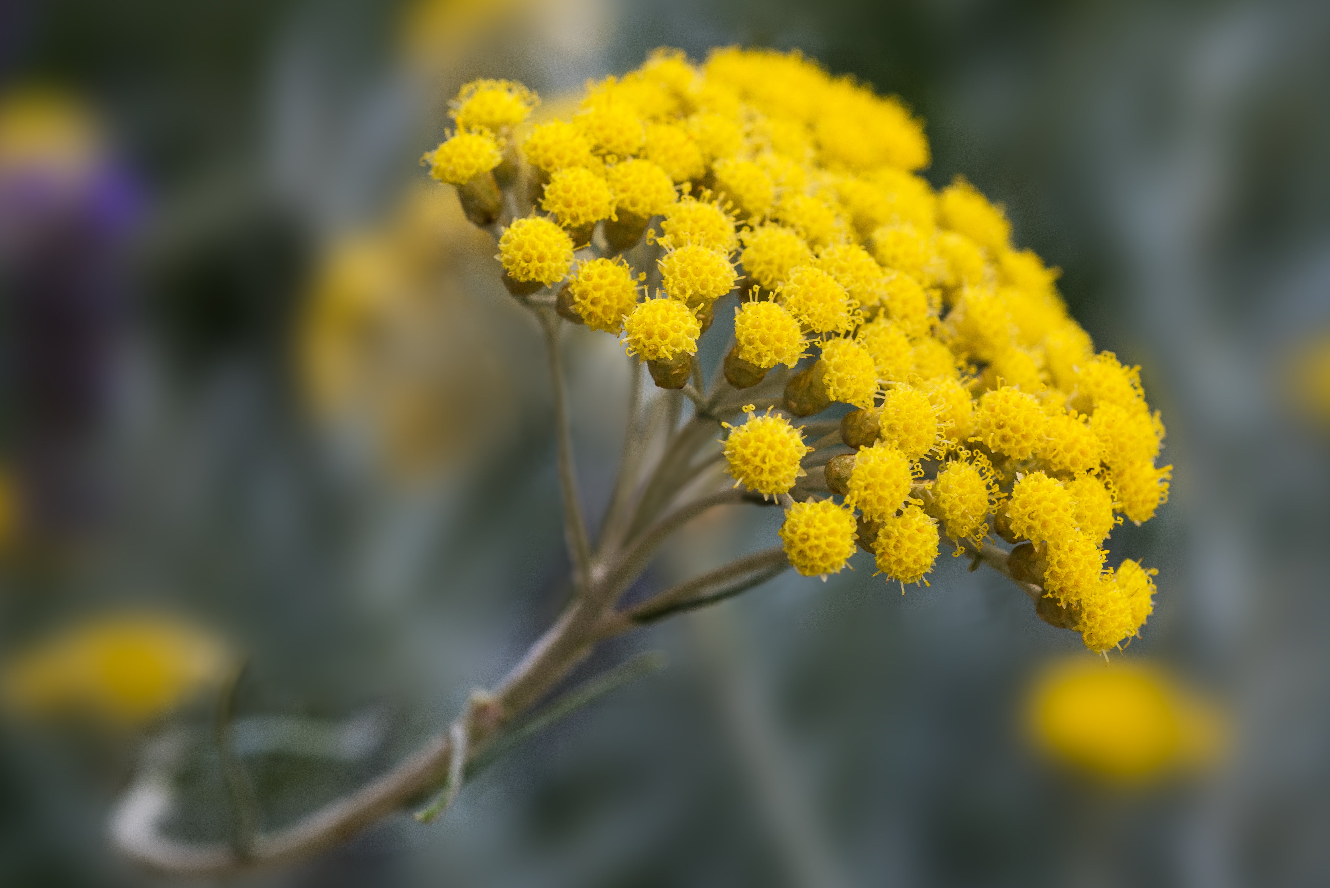 Immortelle