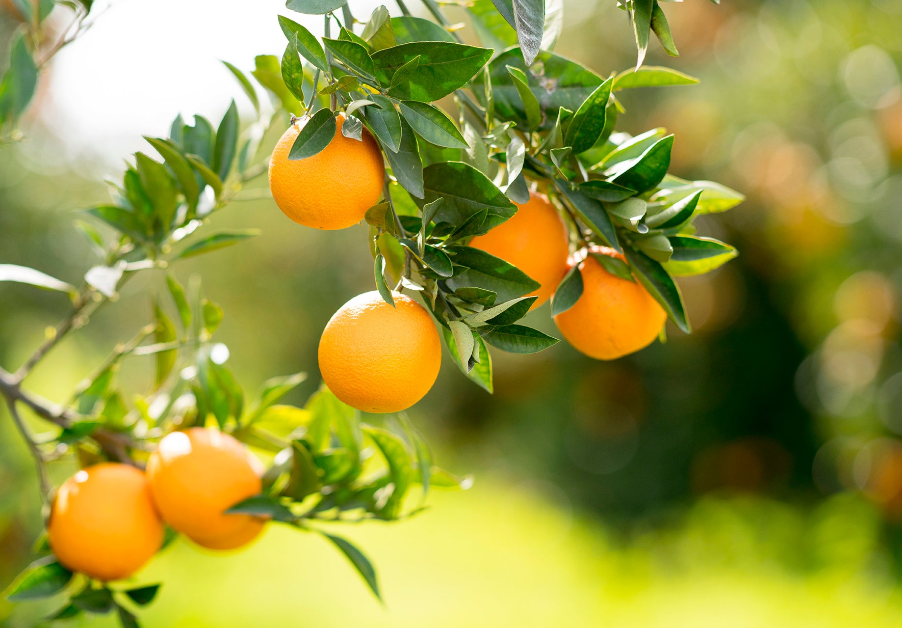 Mandarin