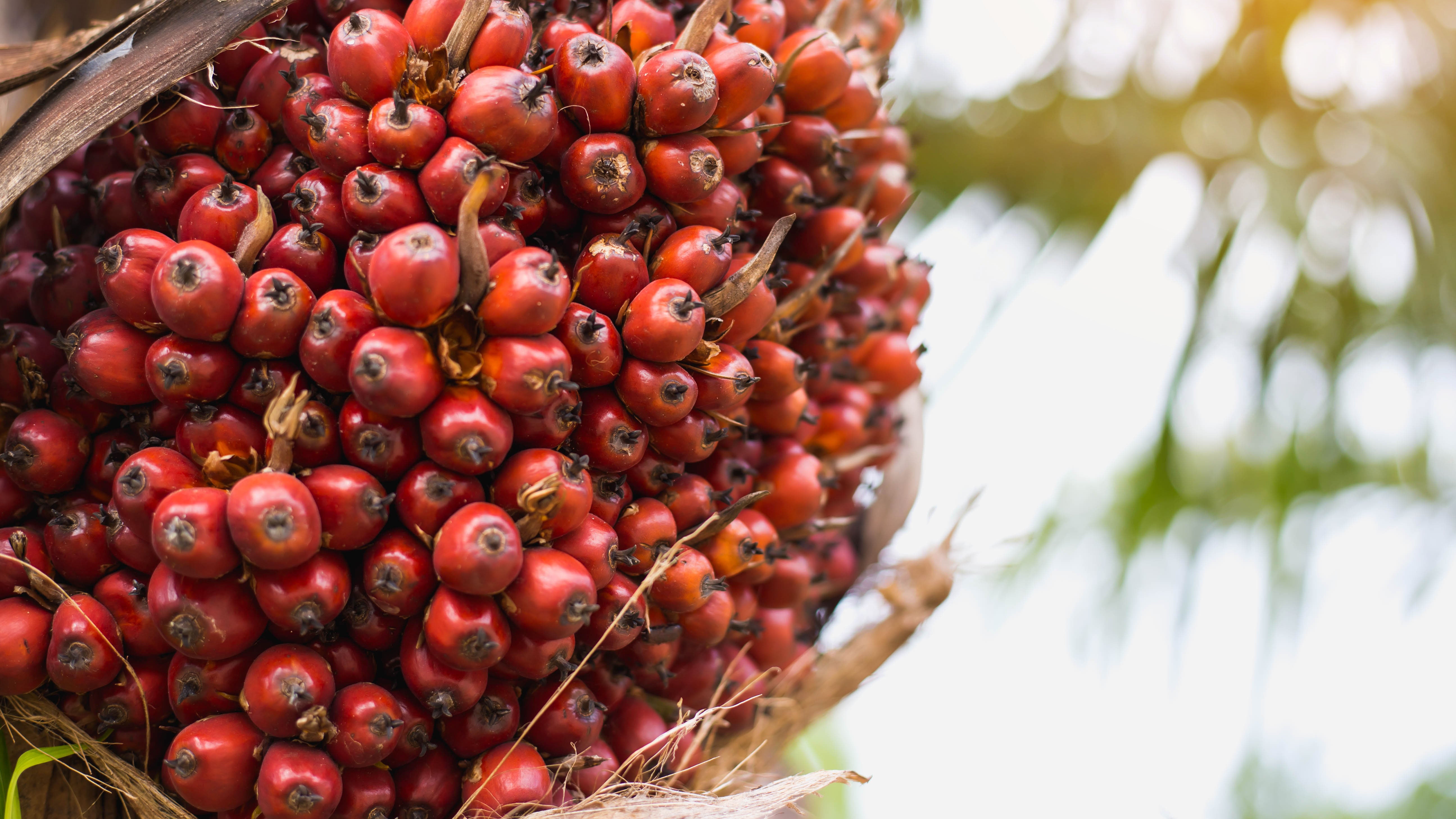 Palm Oil