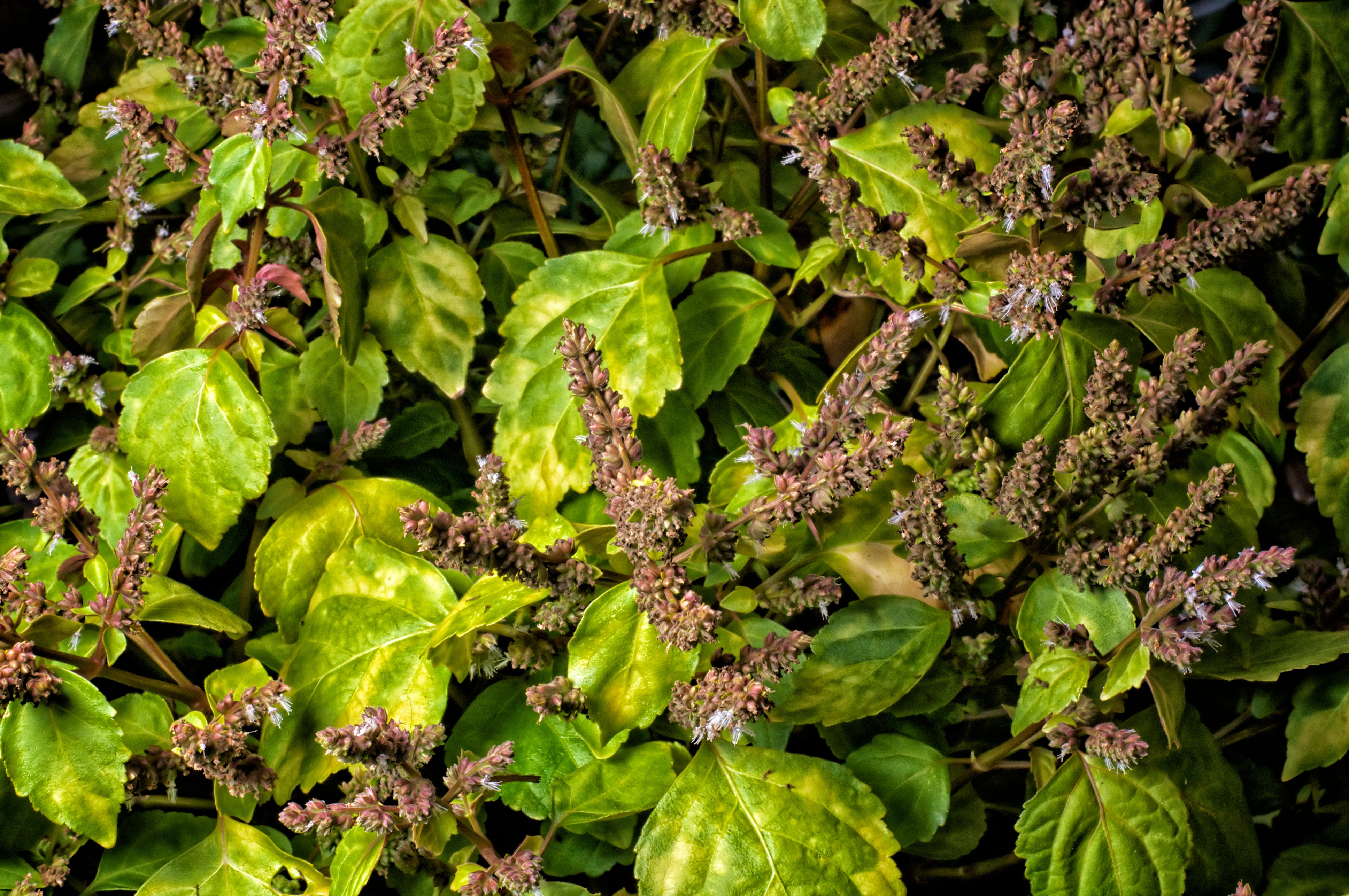 Patchouli
