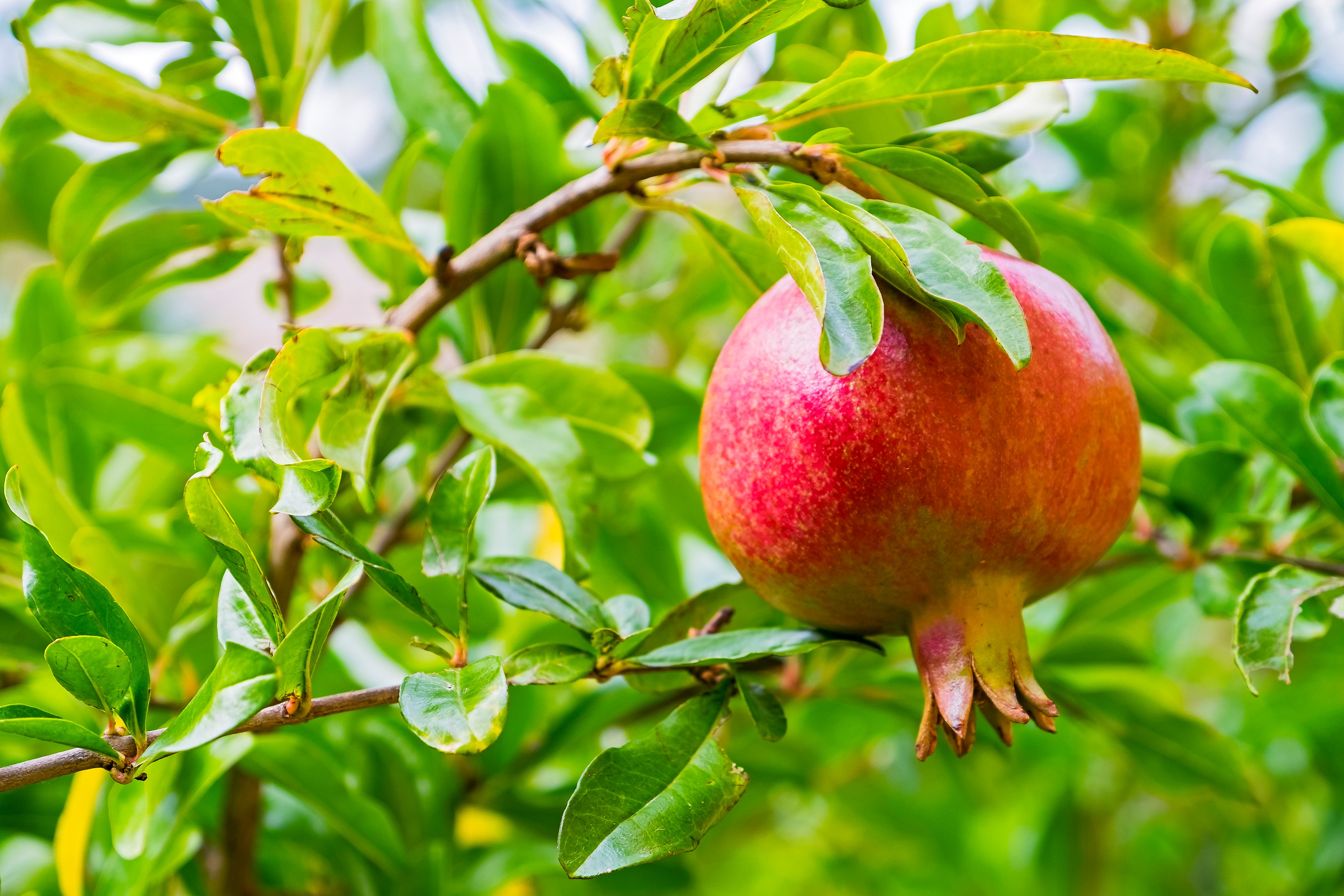 Pomegranate