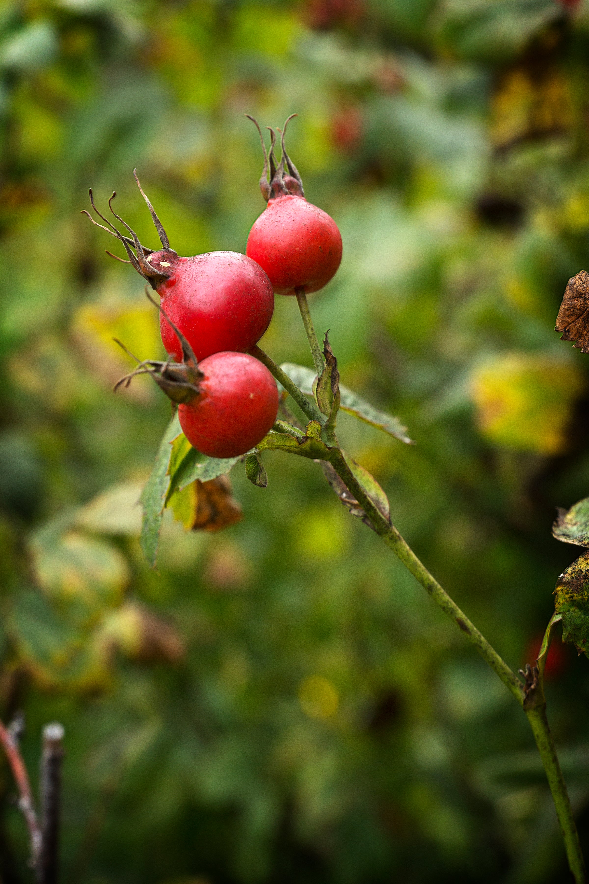 Rosehip Seed Oil