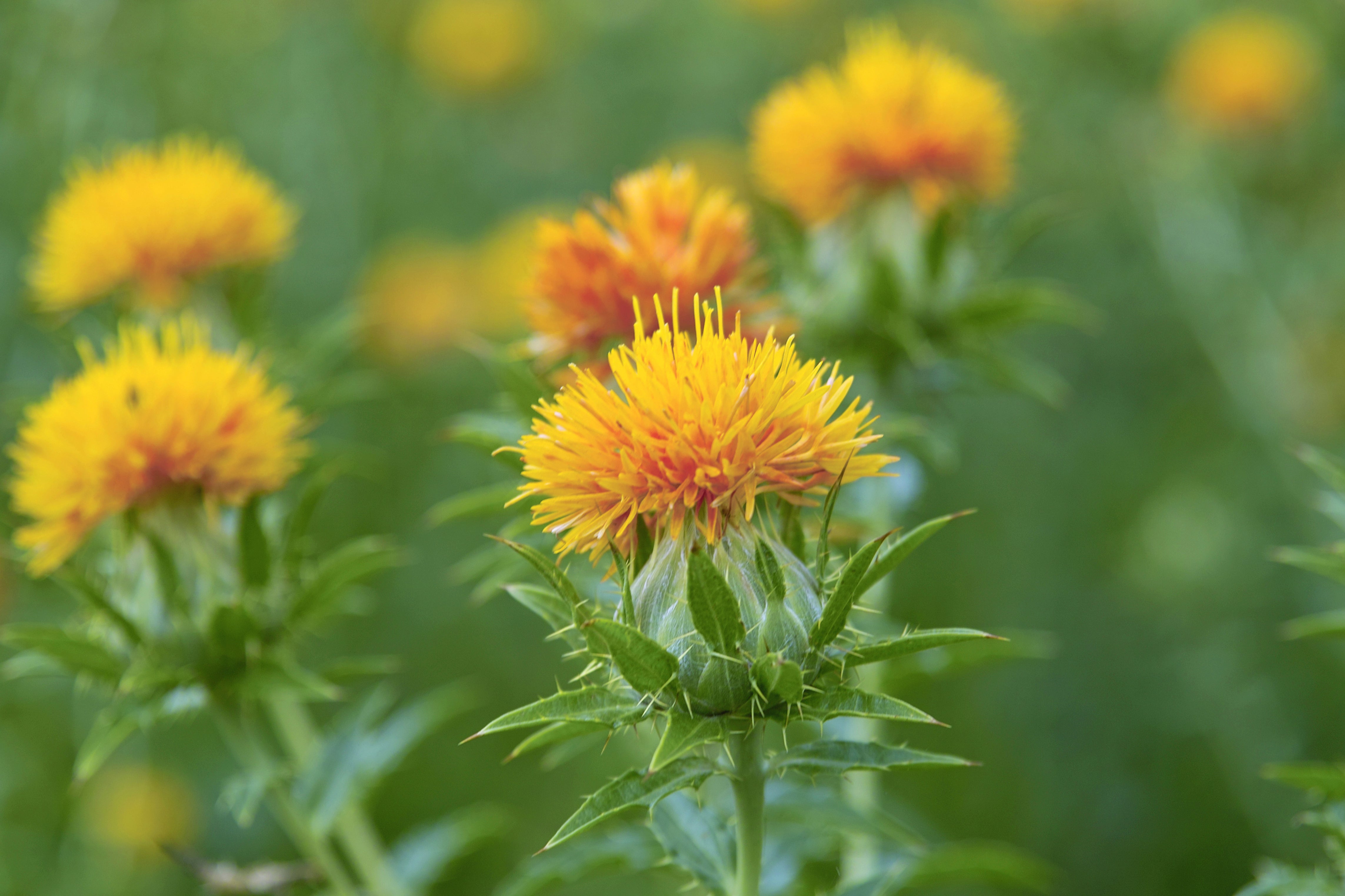 Safflower Oil