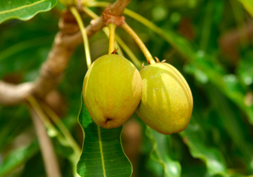 Shea Butter