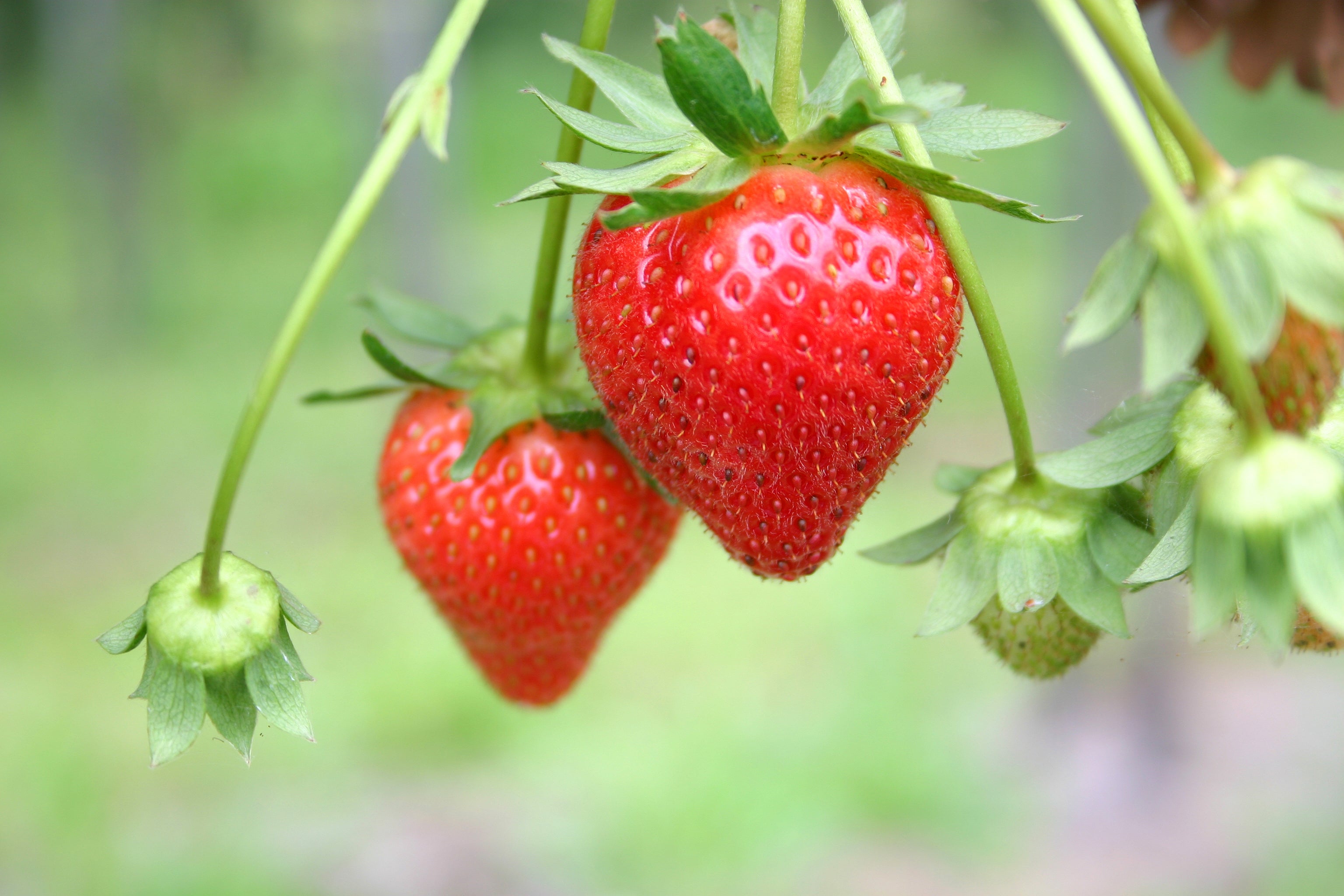Strawberry Seed Oil