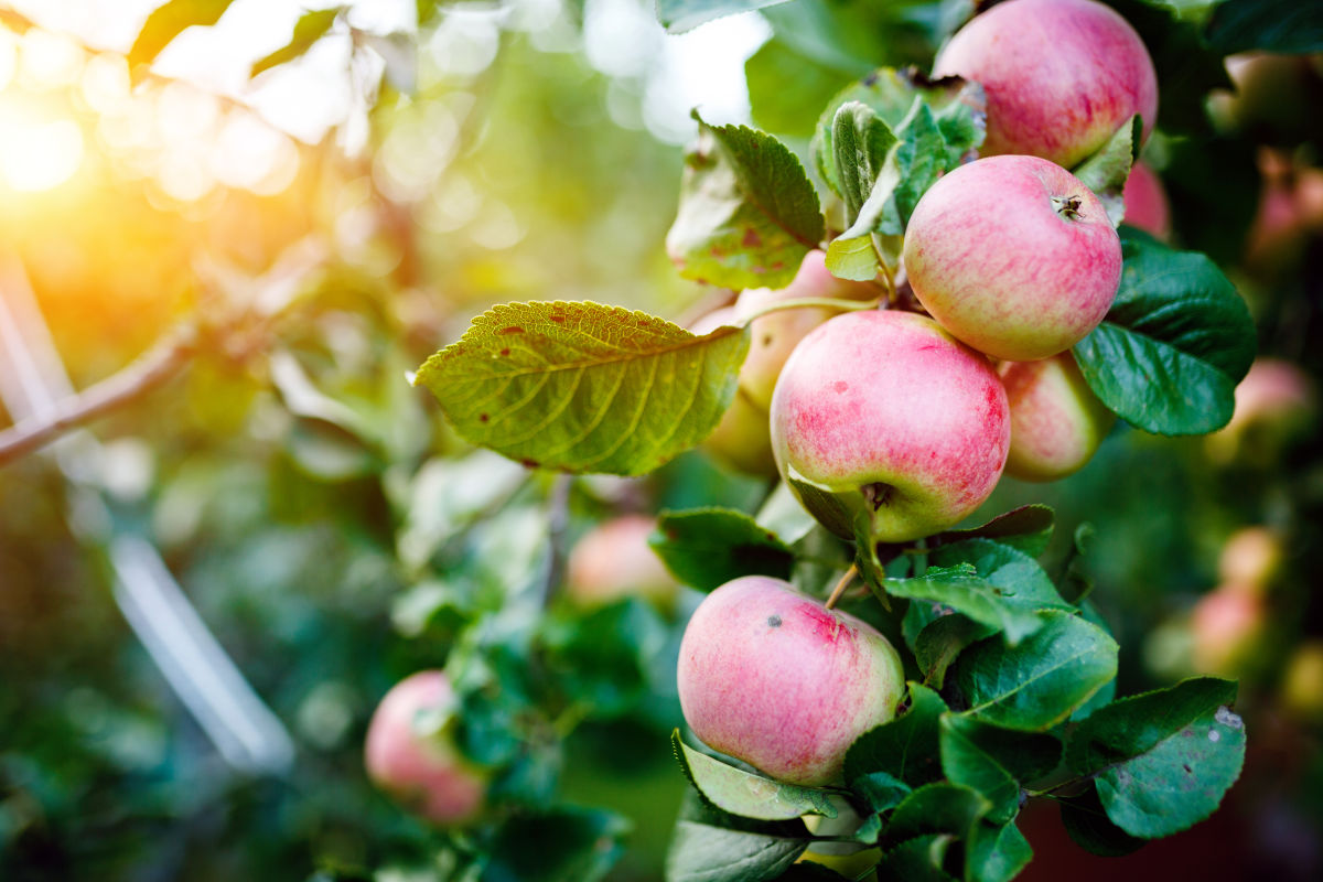 Apple, Swiss Apple
