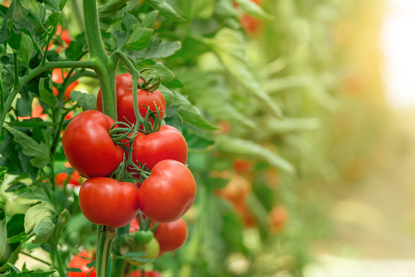 Lycopene