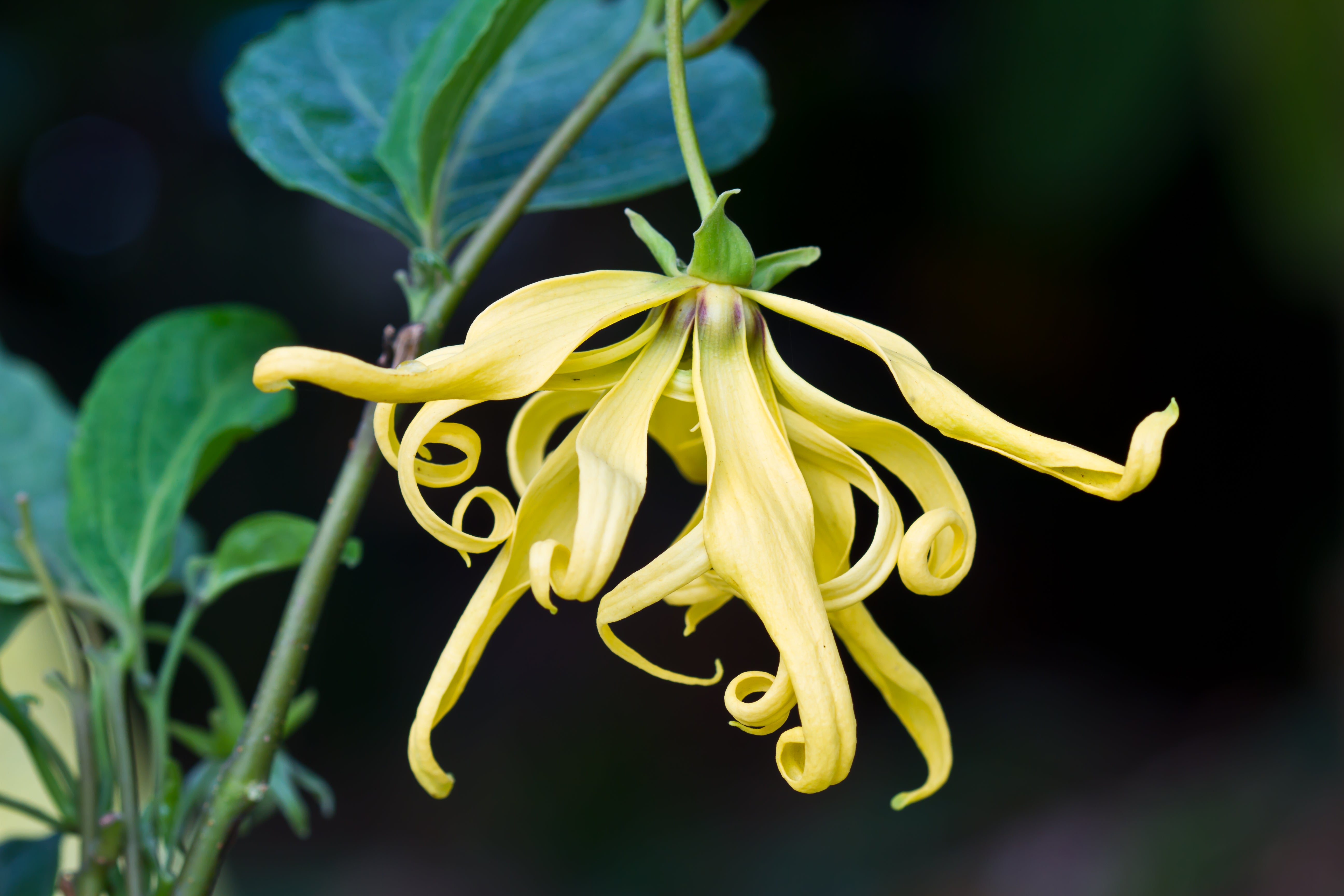 Ylang Ylang Flower Oil