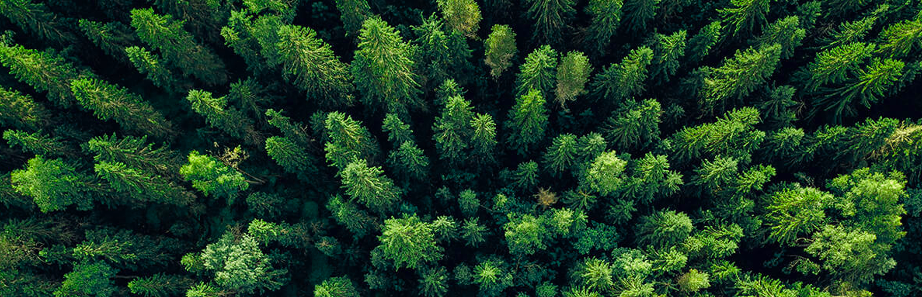 trees