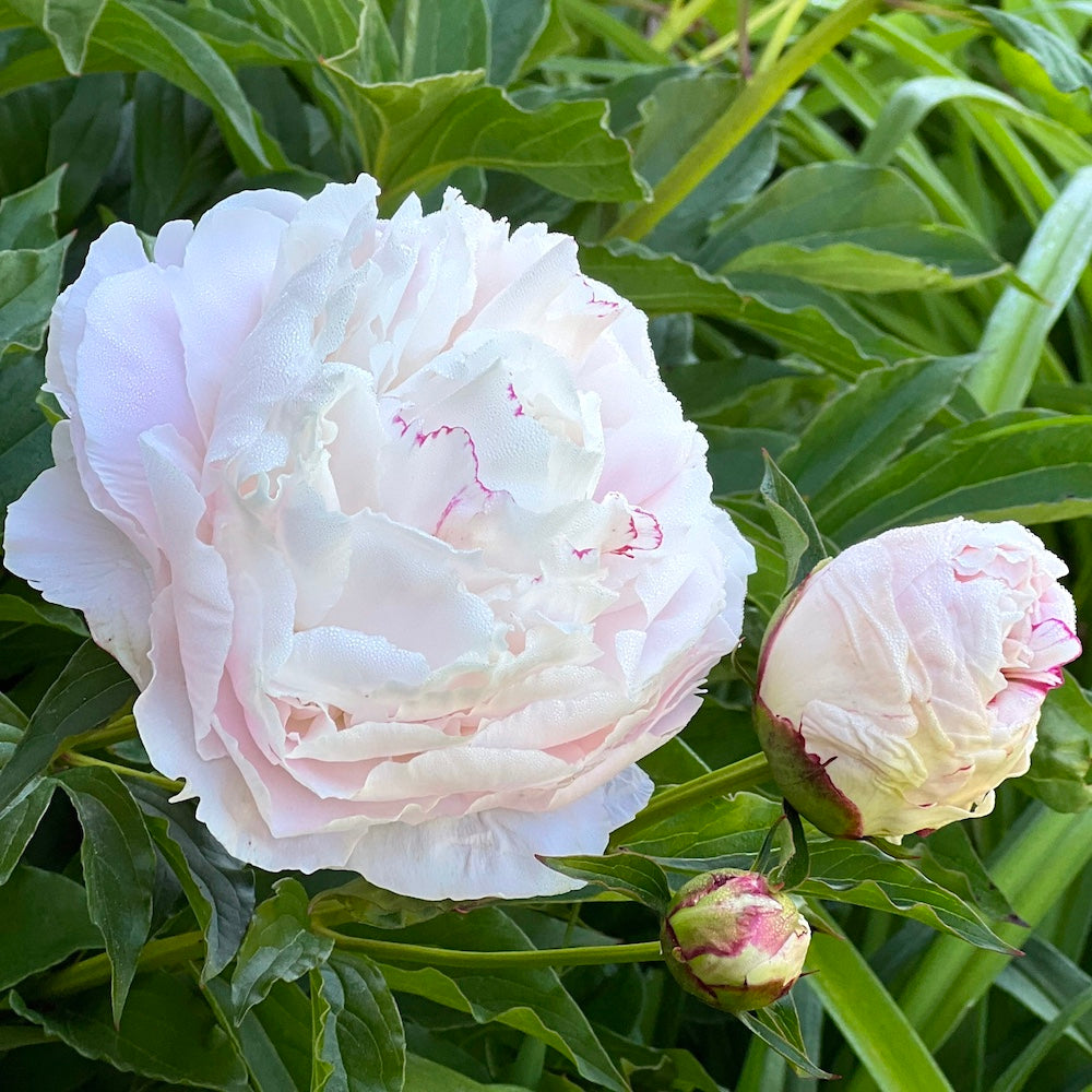 White peony flower with green leaves in the background