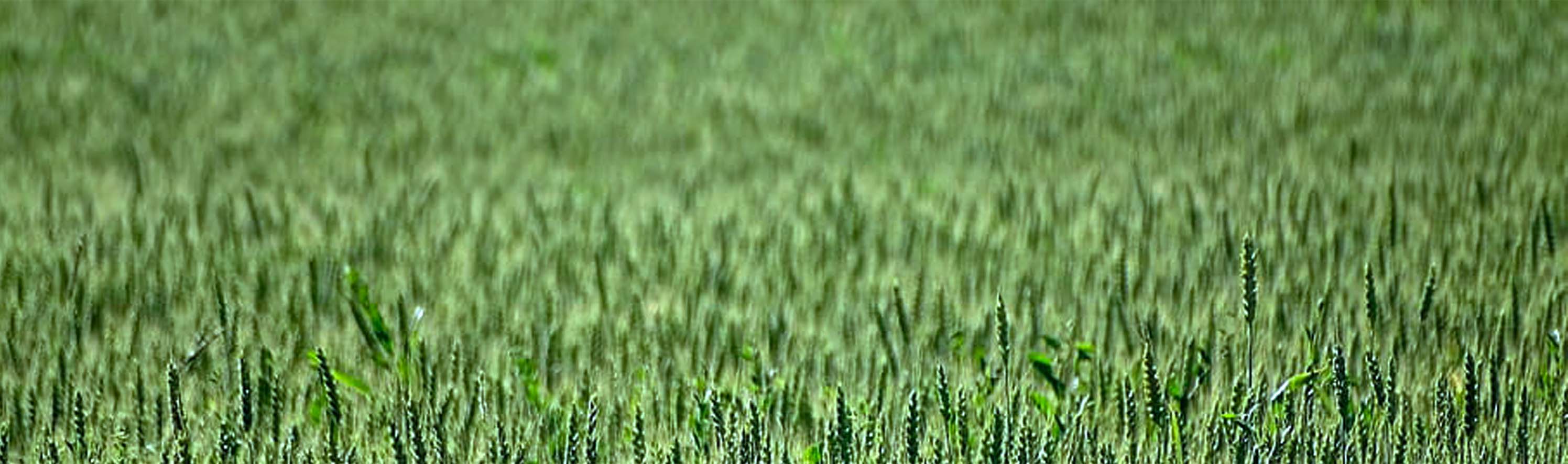 grass